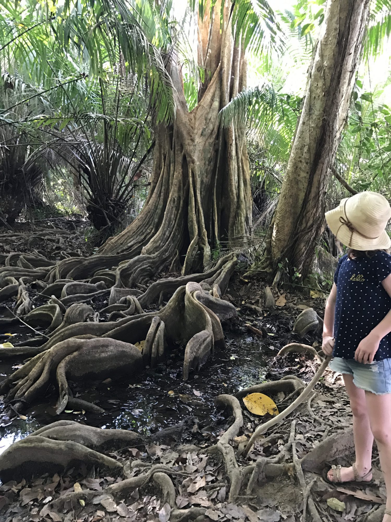 racines mangrove drake bay
