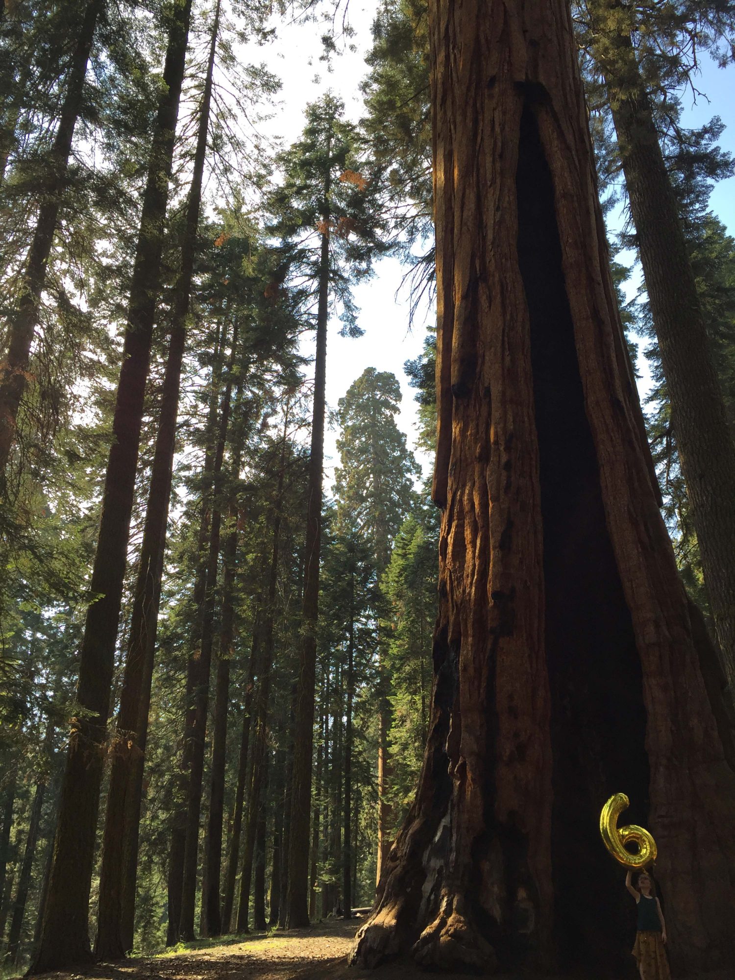 sequoia parc 
