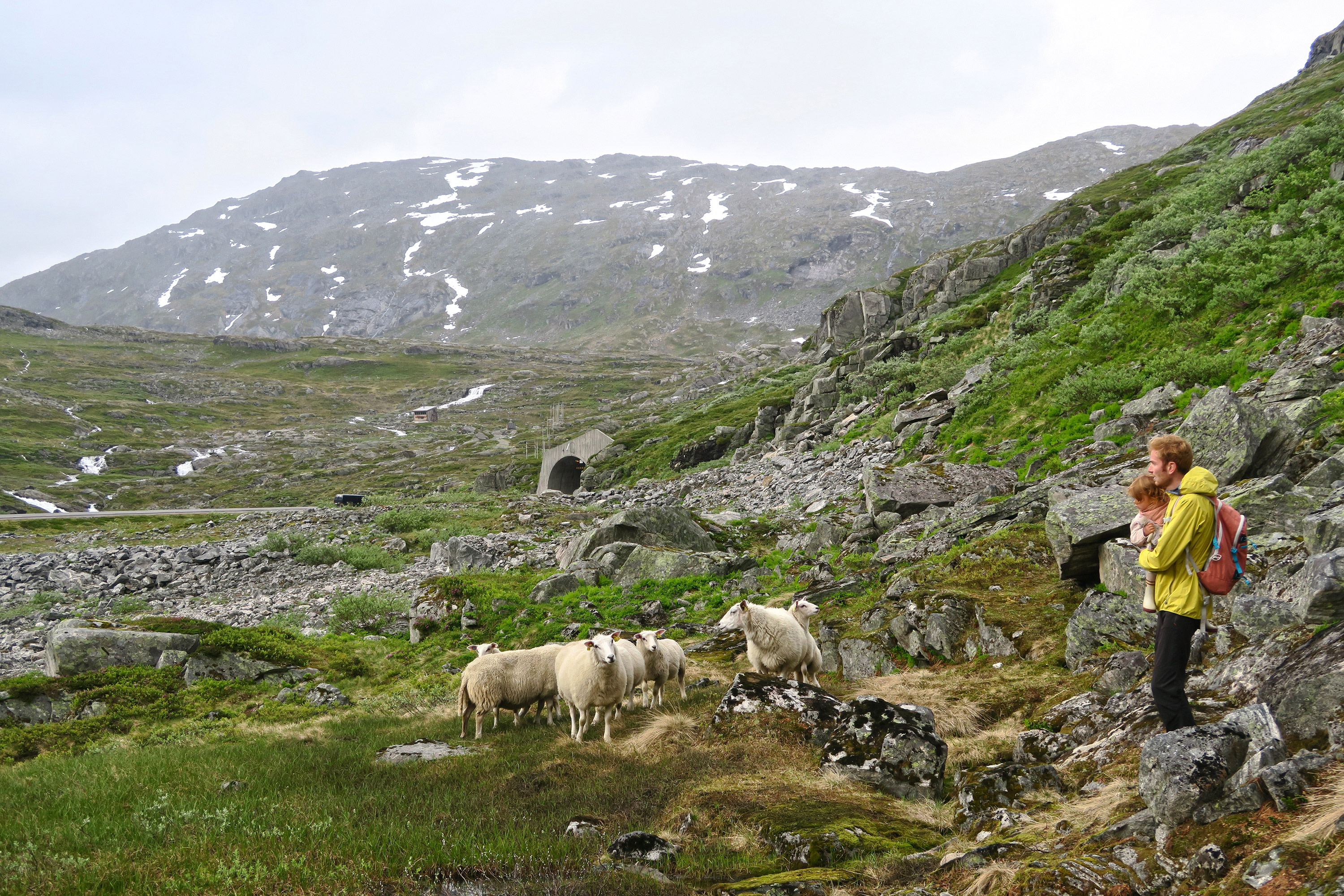 moutons Norvège