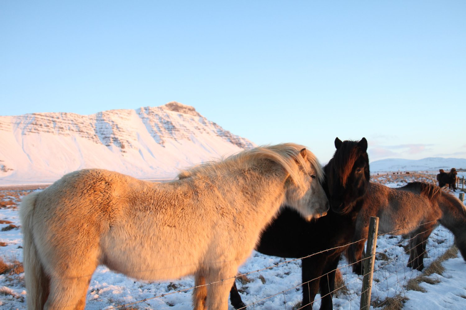 chevaux dans la neige en islande