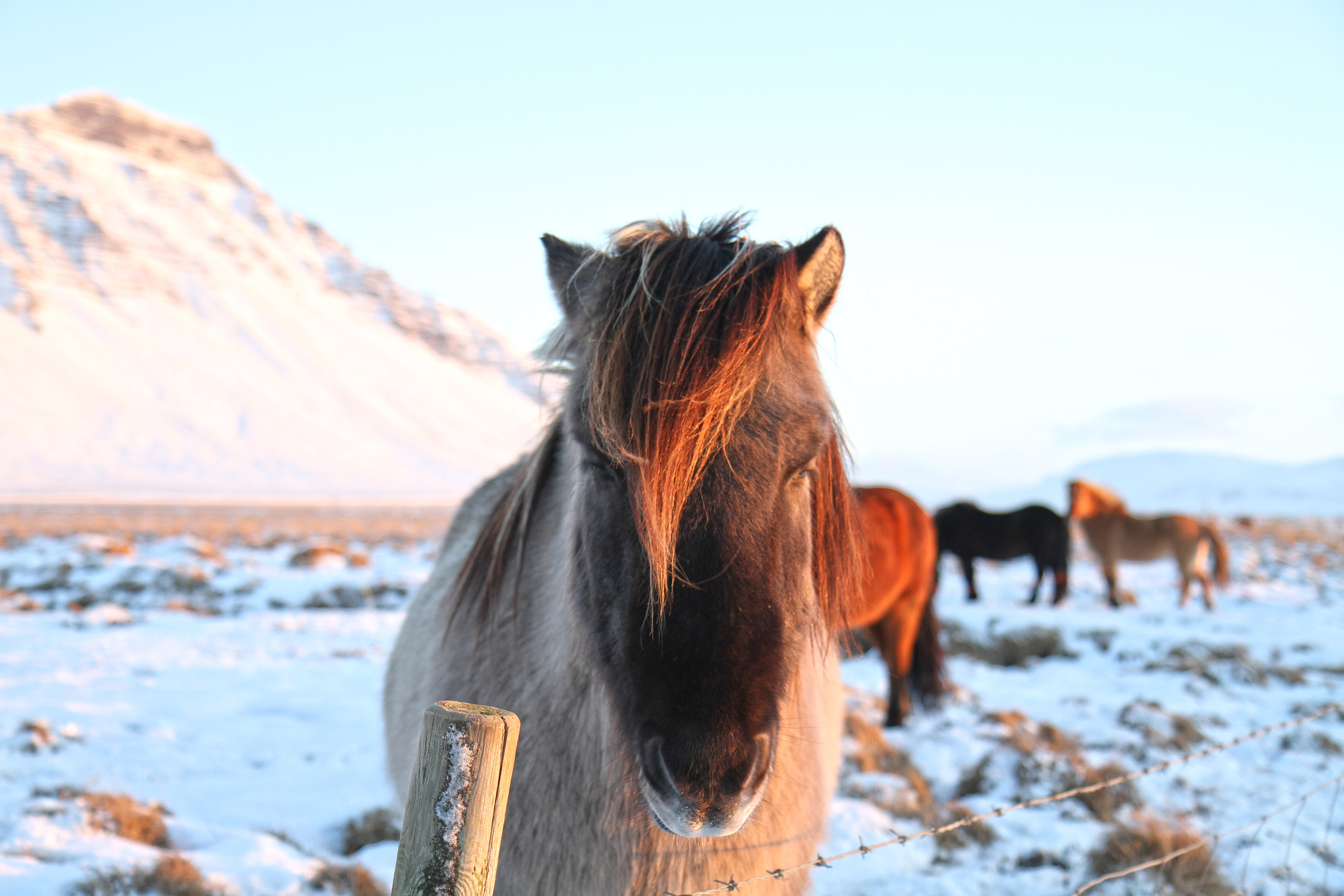 chevaux islandais dans la neige