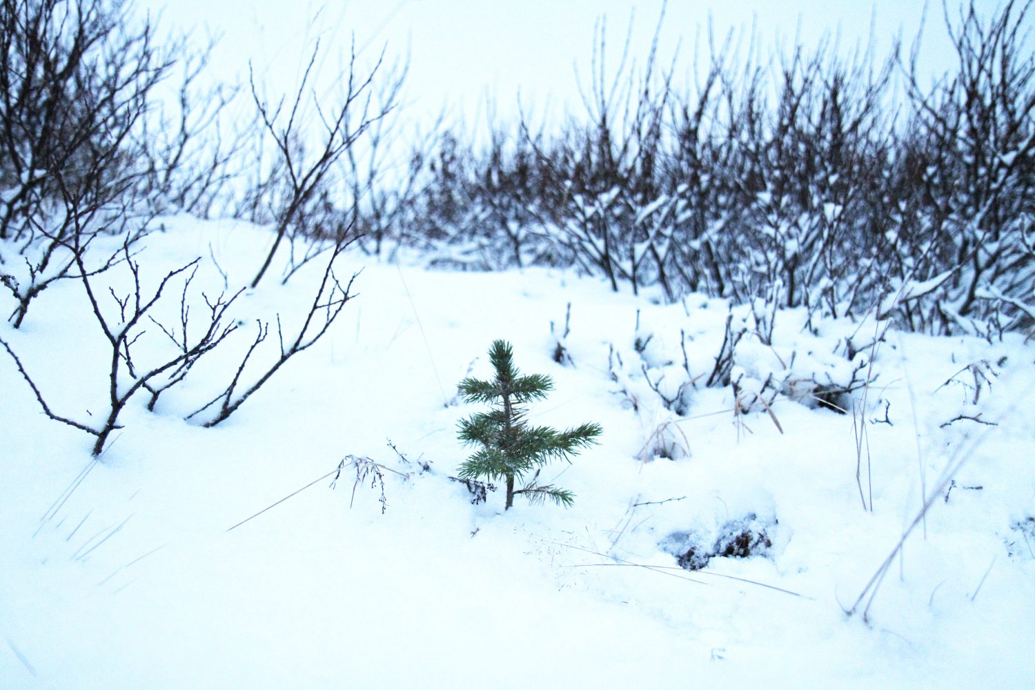 neige en islande