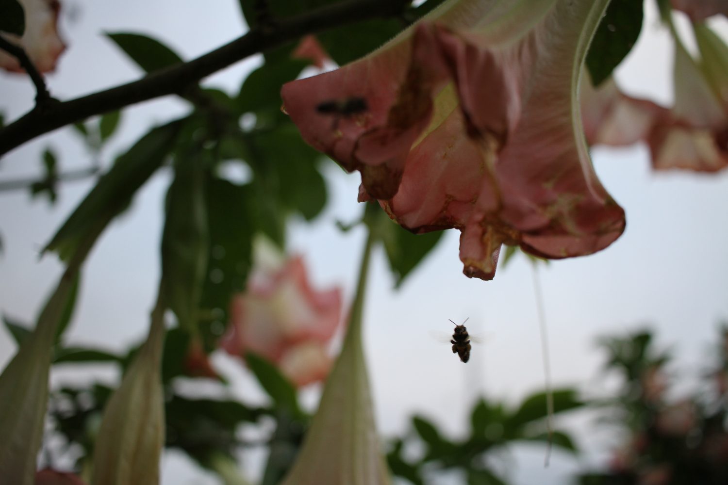 abeille qui butine