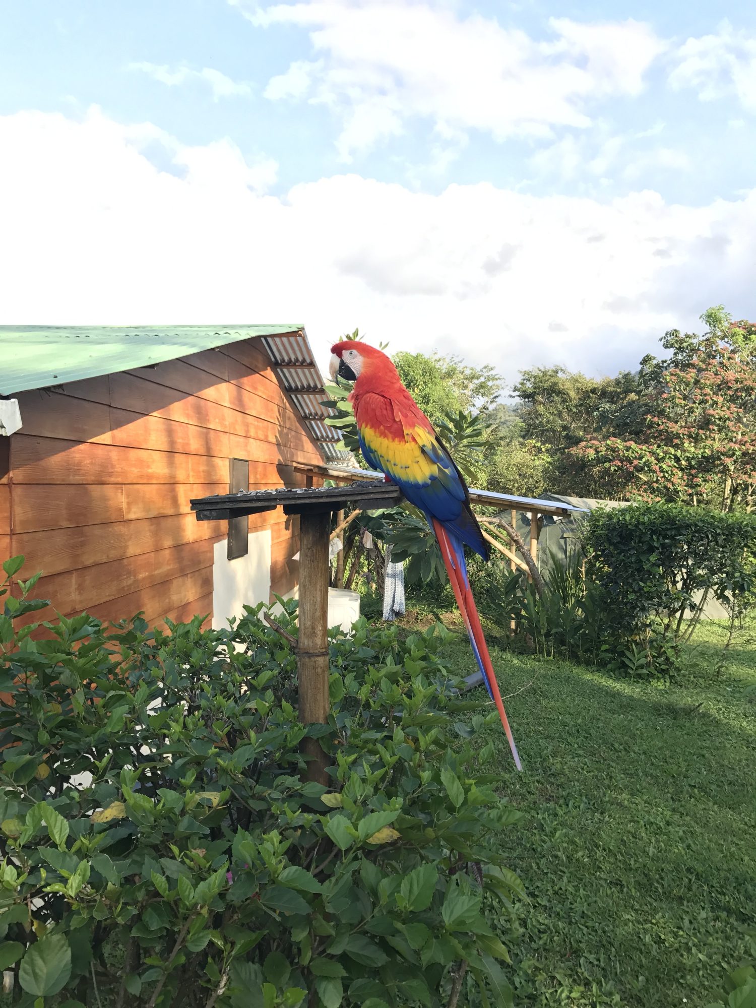 Ara rouge à Arenal au Costa Rica