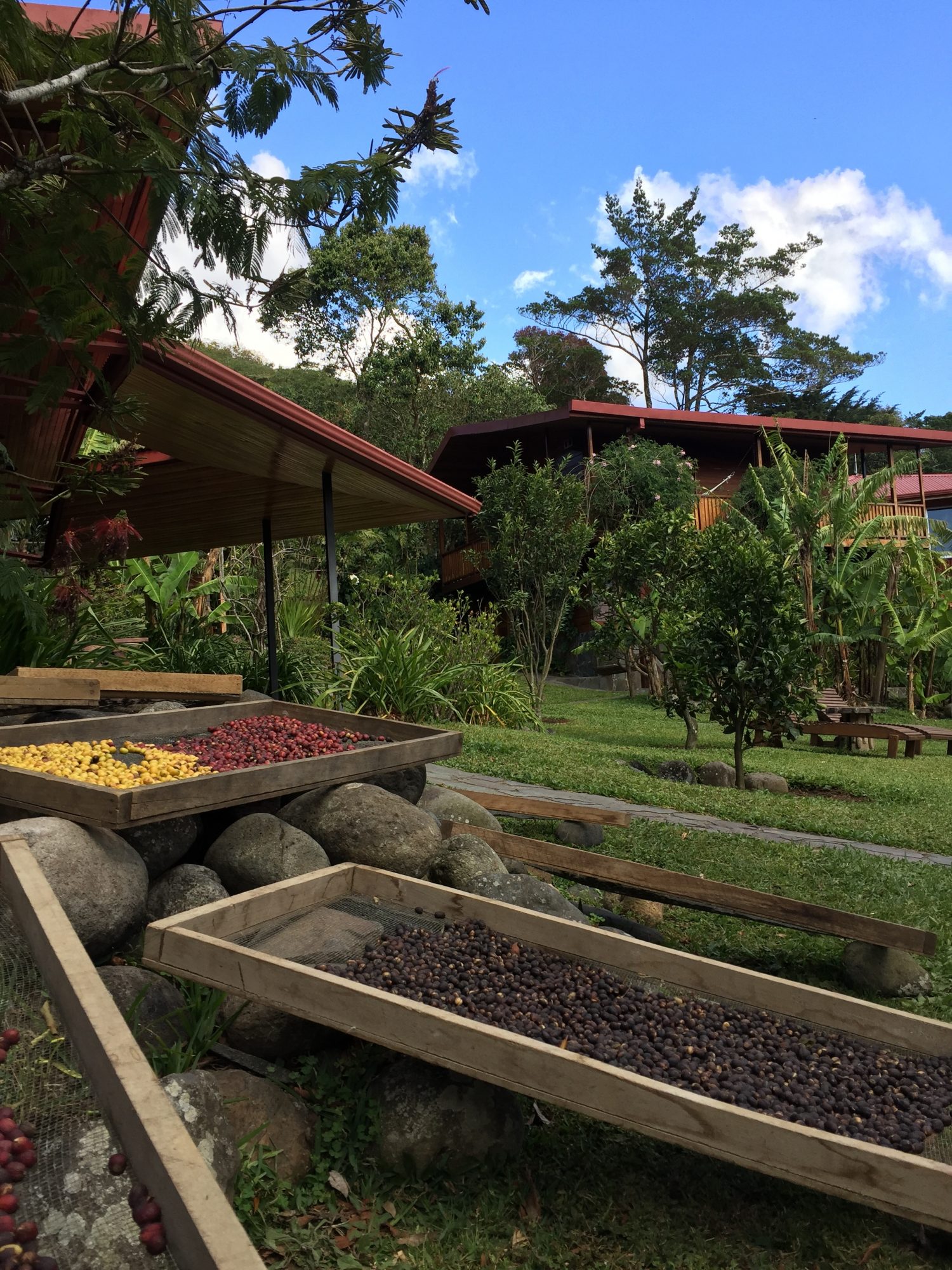 séchage grain de café costa rica