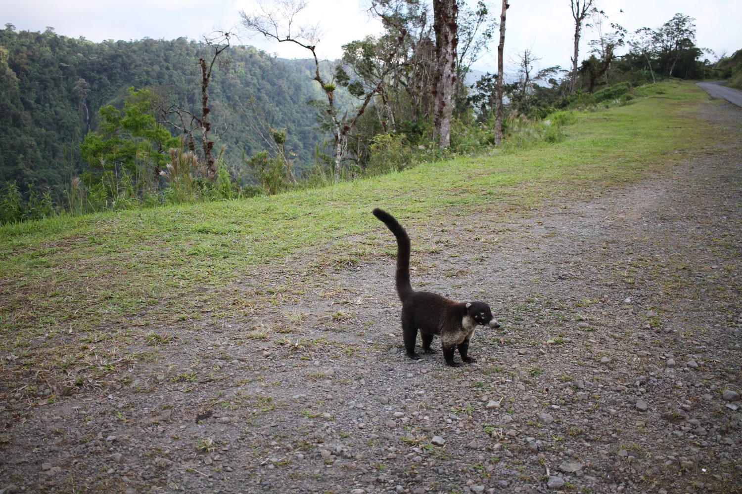 Coati au Costa Rica