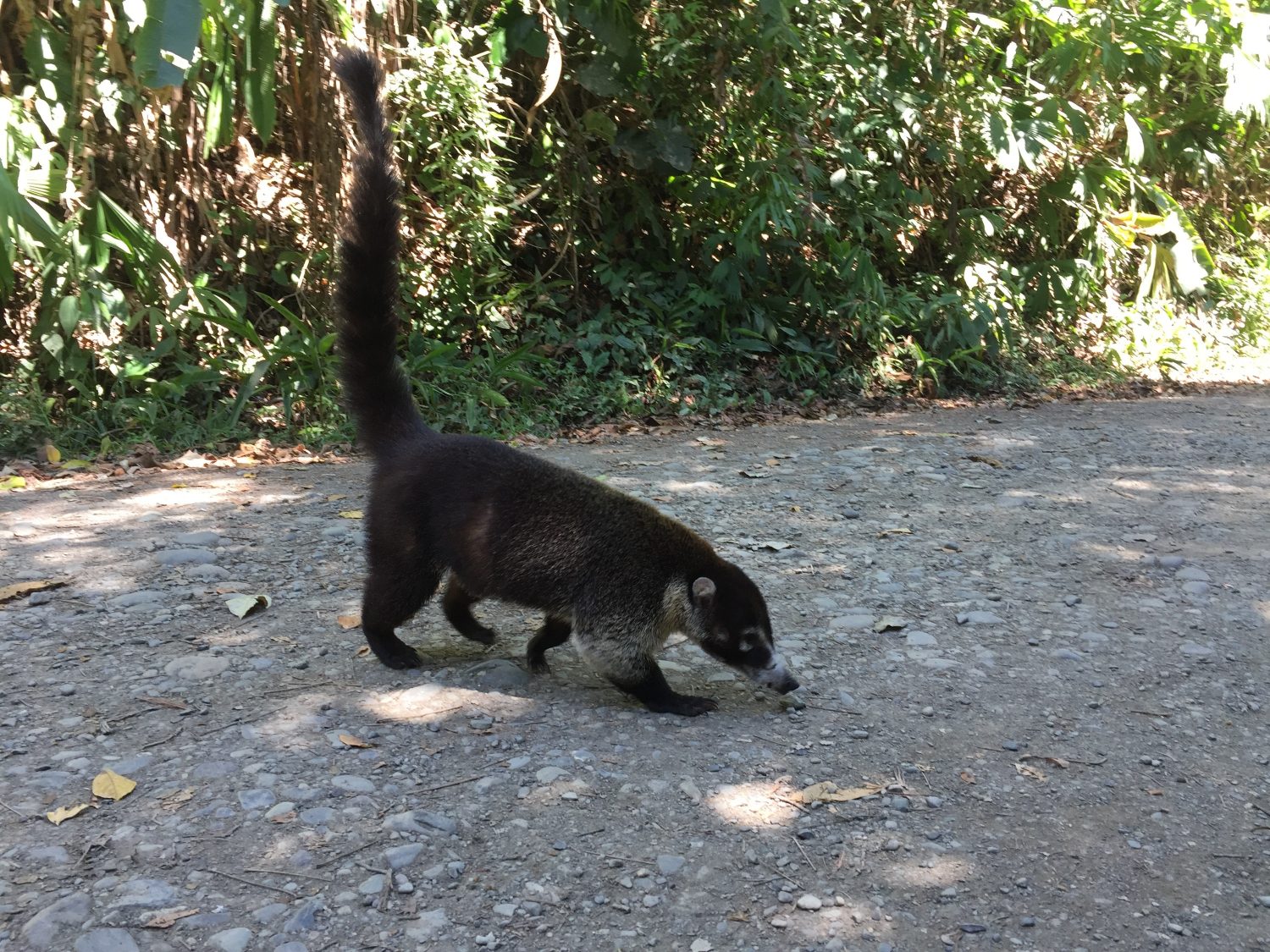 coati costa rica