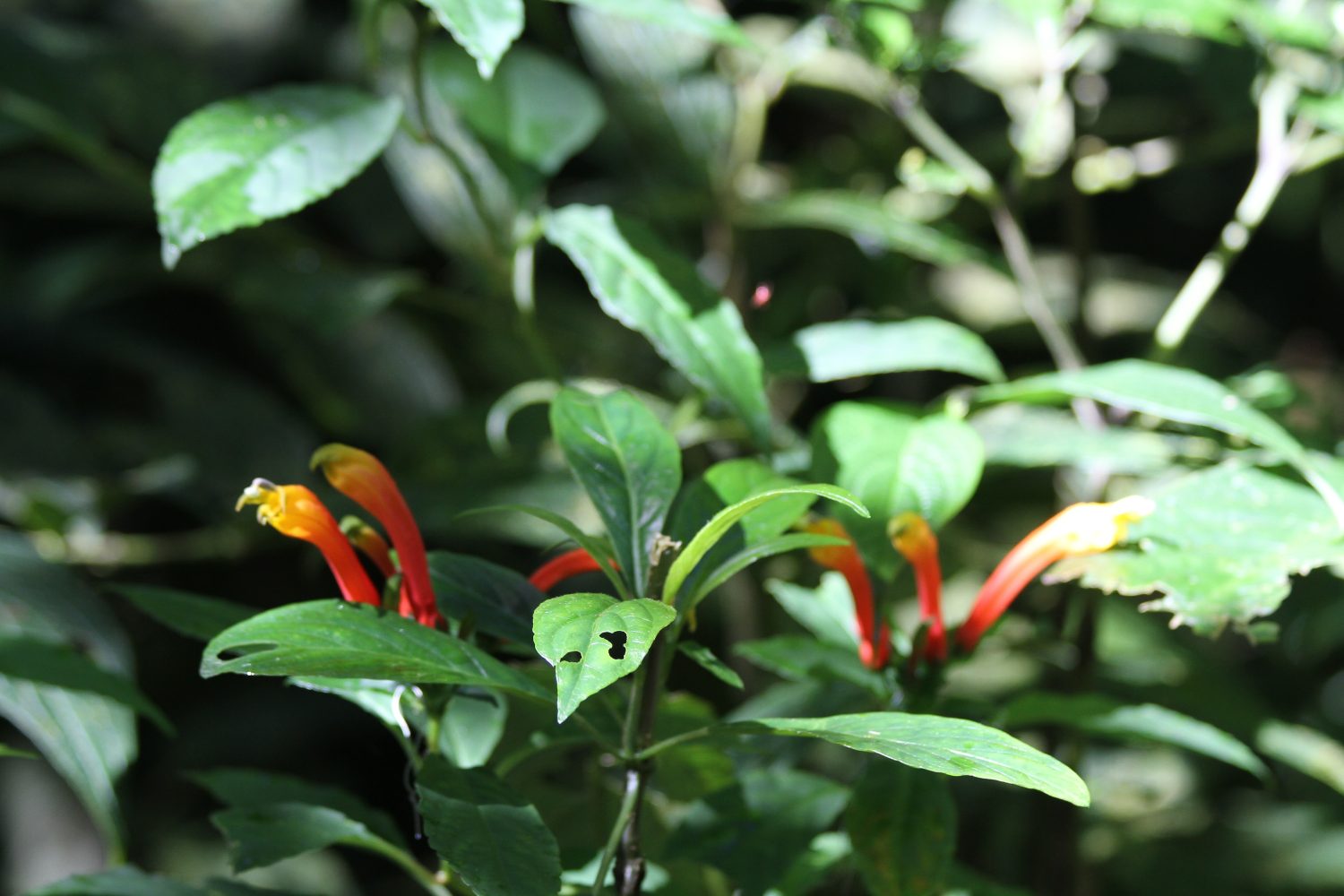 fleur costa rica