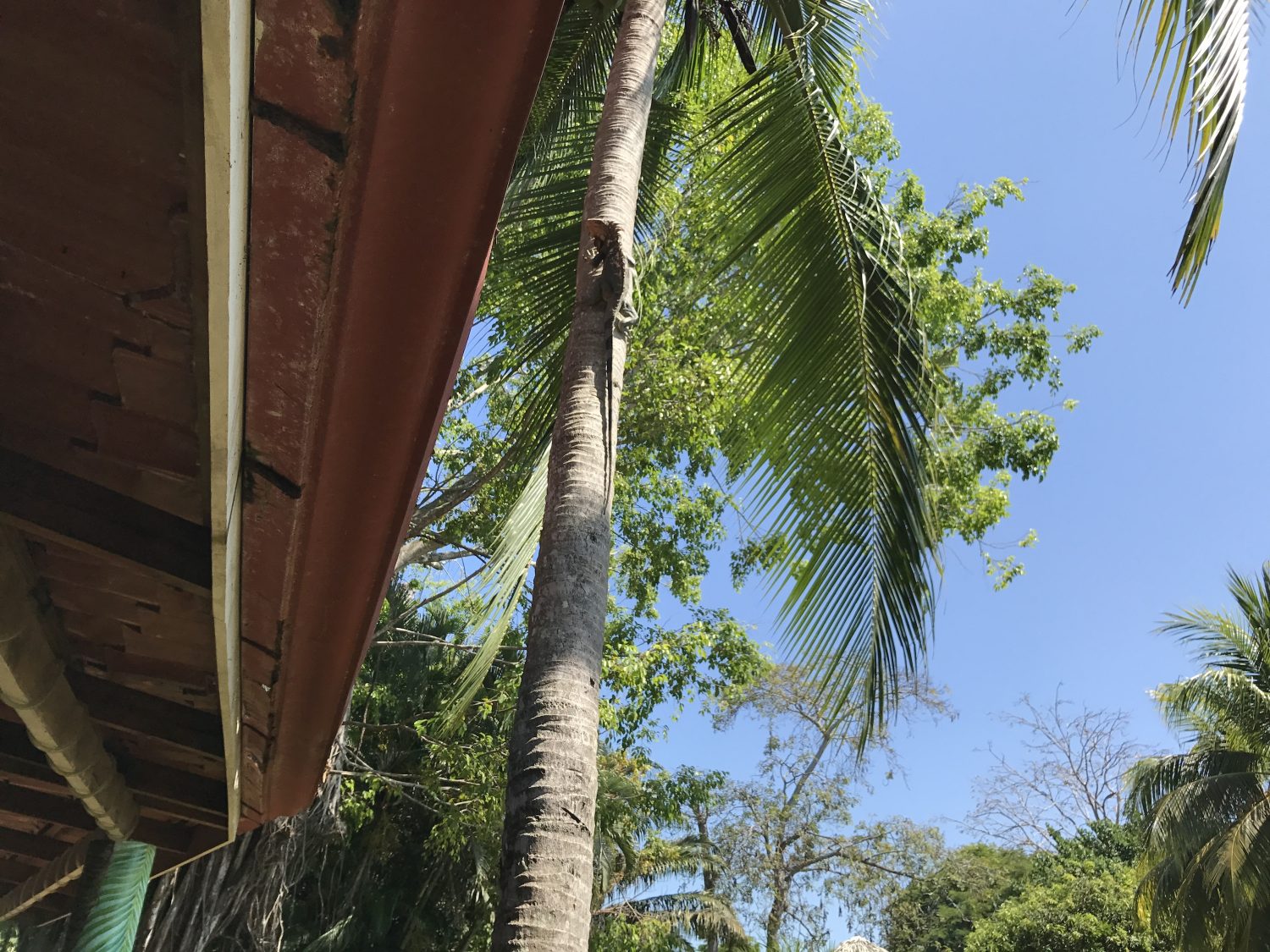 iguane costa rica