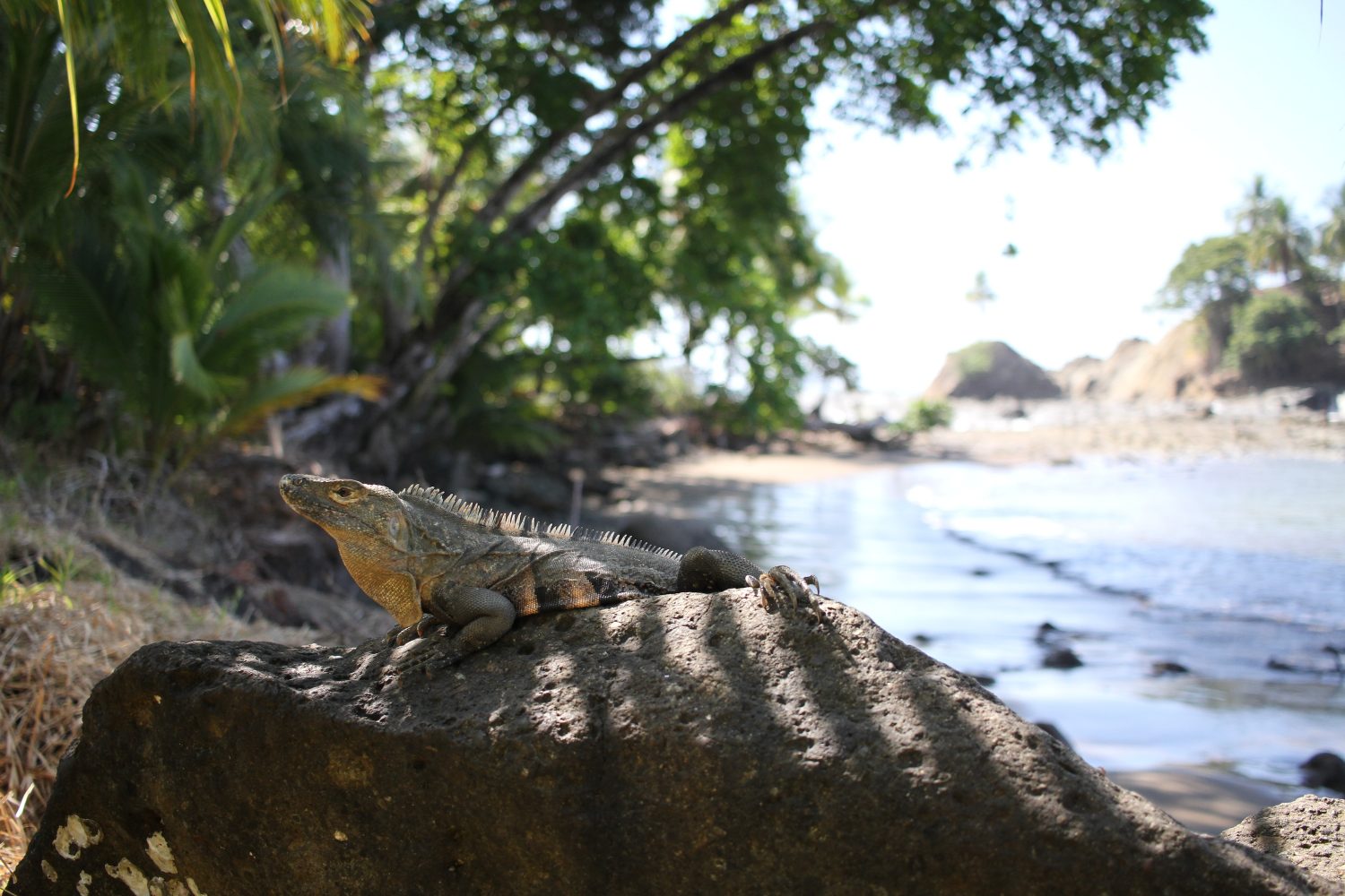 iguane dominicalito costa rica