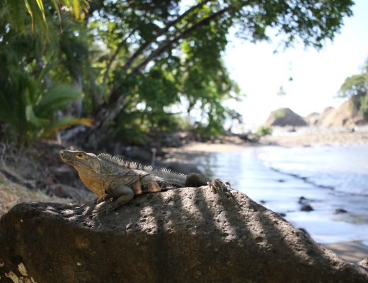 iguane dominicalito costa rica