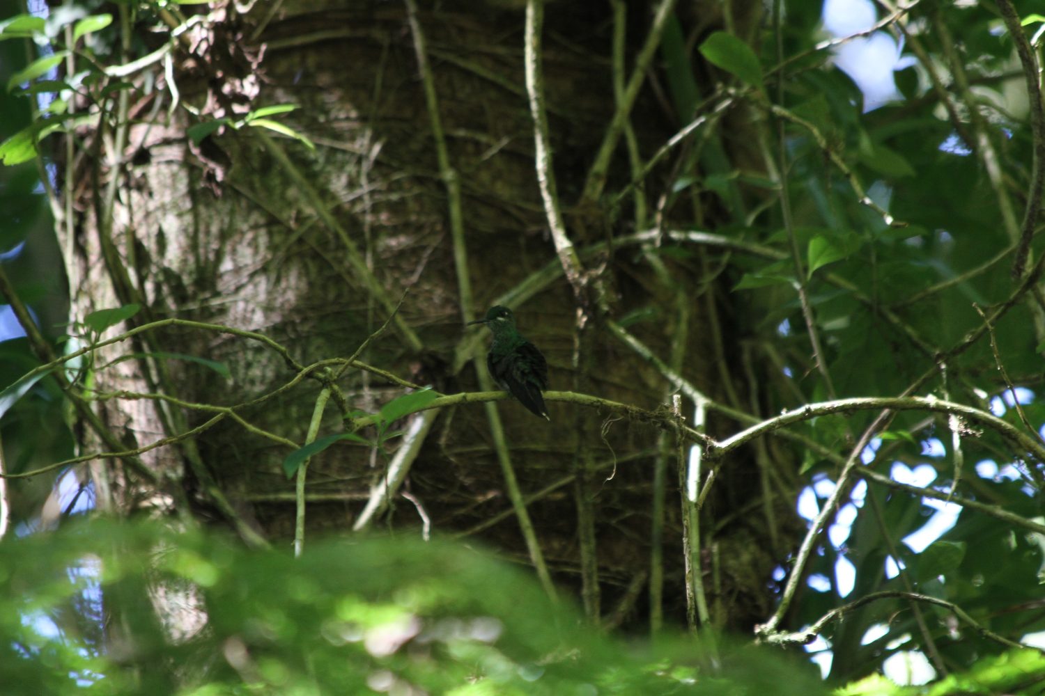 oiseau costa rica