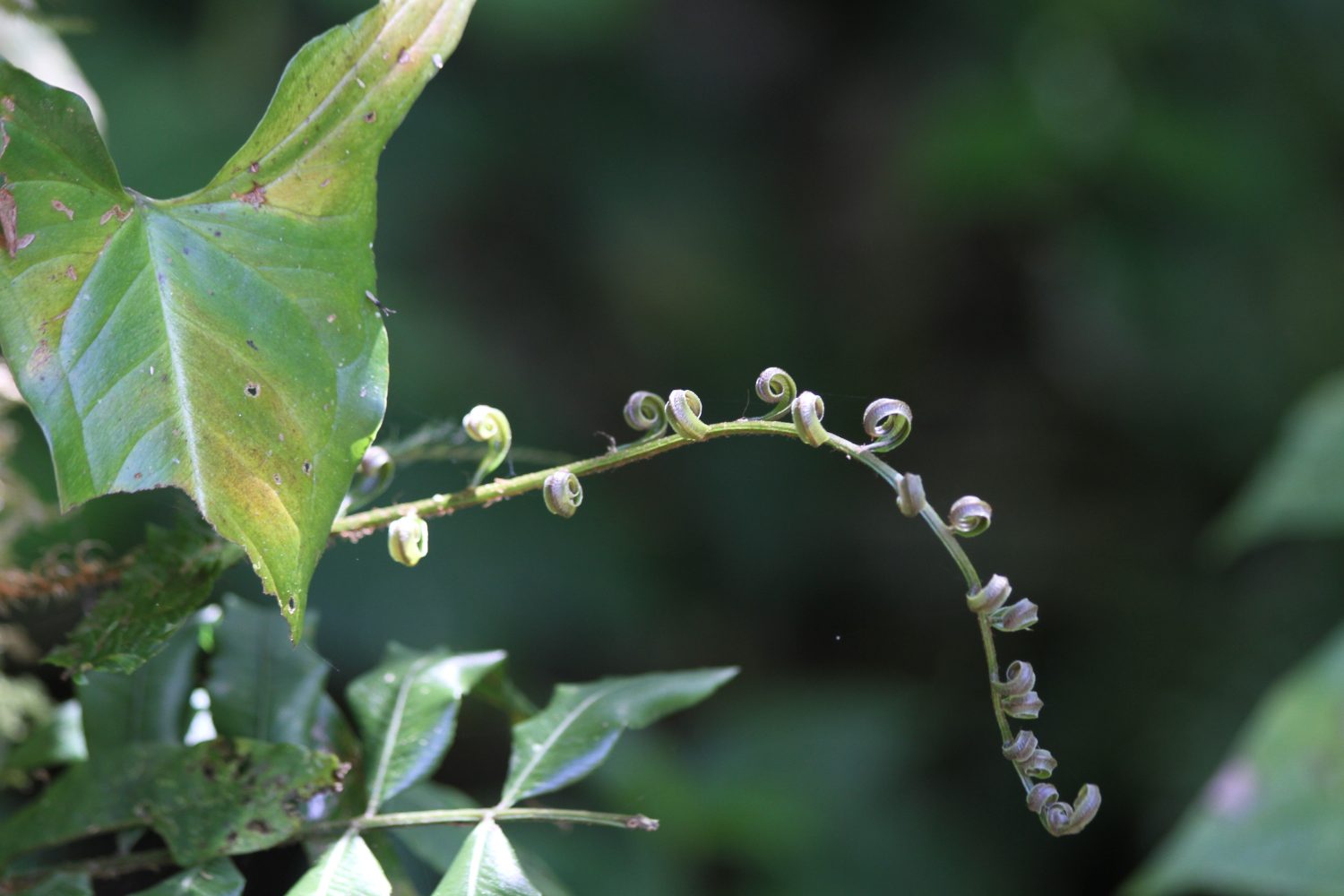 plante costa rica