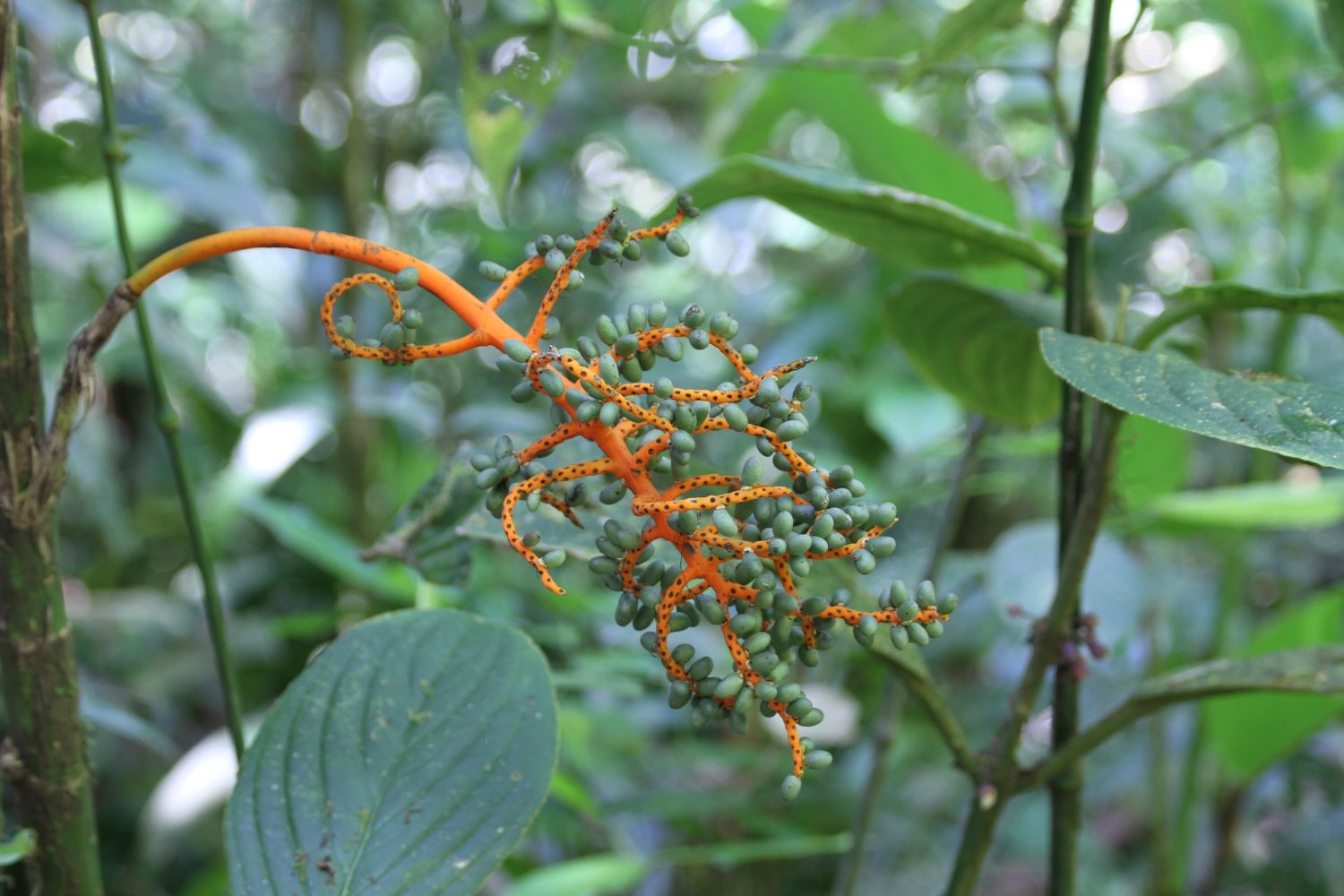 plante orange costa rica