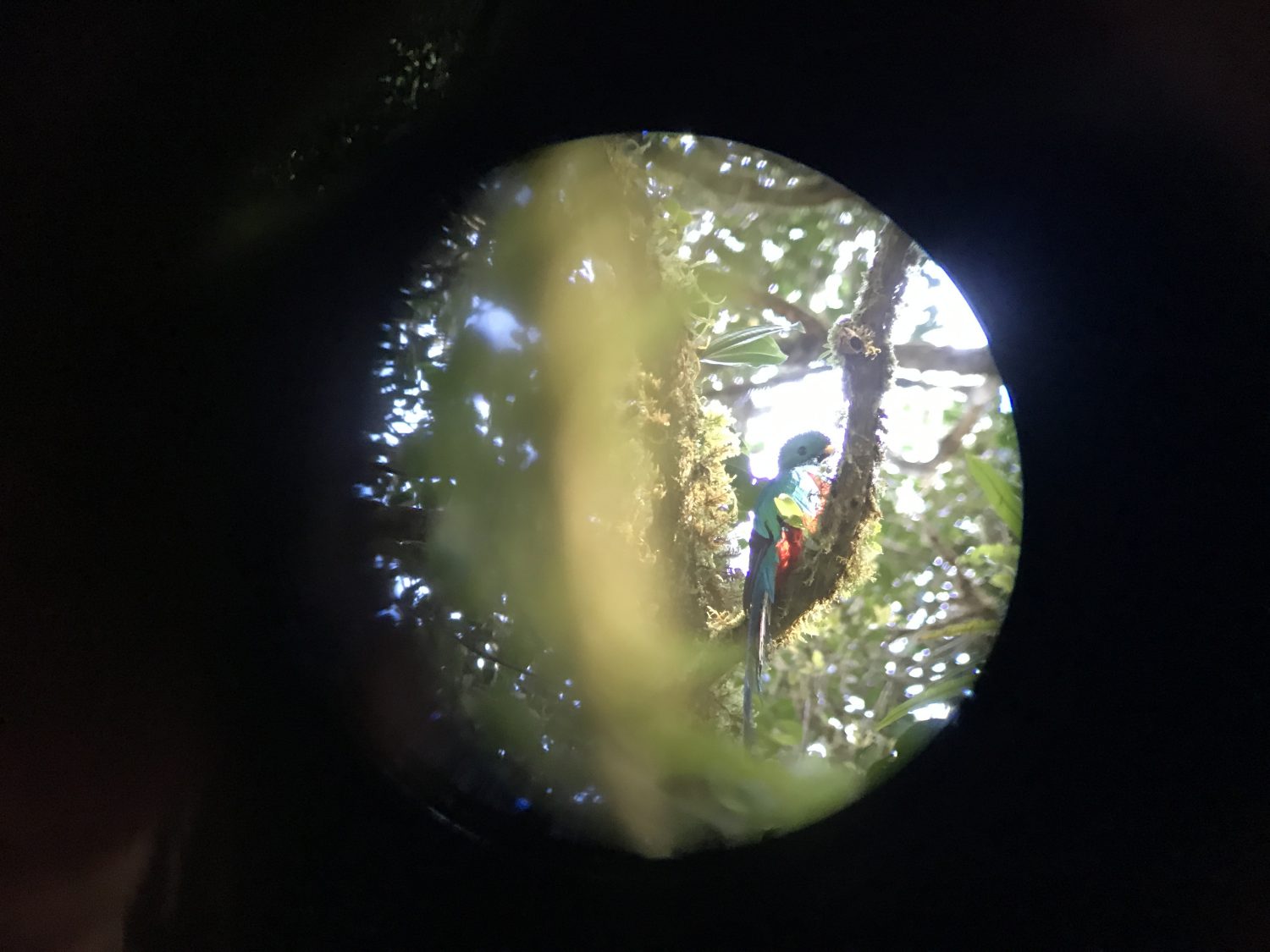 quetzal monteverde costa rica