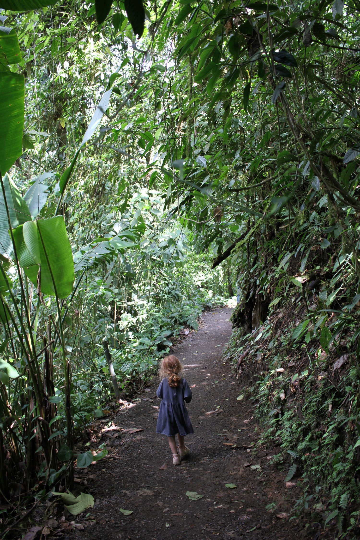 Balade dans la jungle d'arenal au costa rica