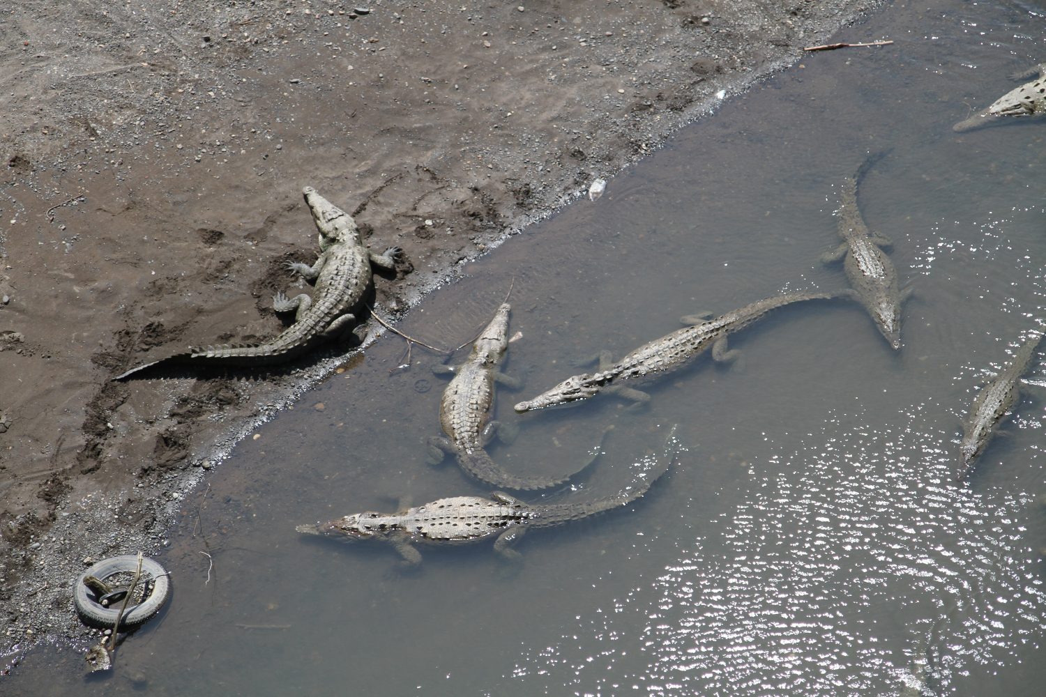 tarcoles crocodiles costa rica