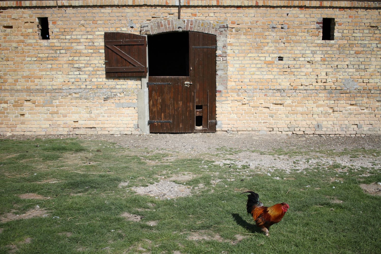 asinerie du marquenterre coq