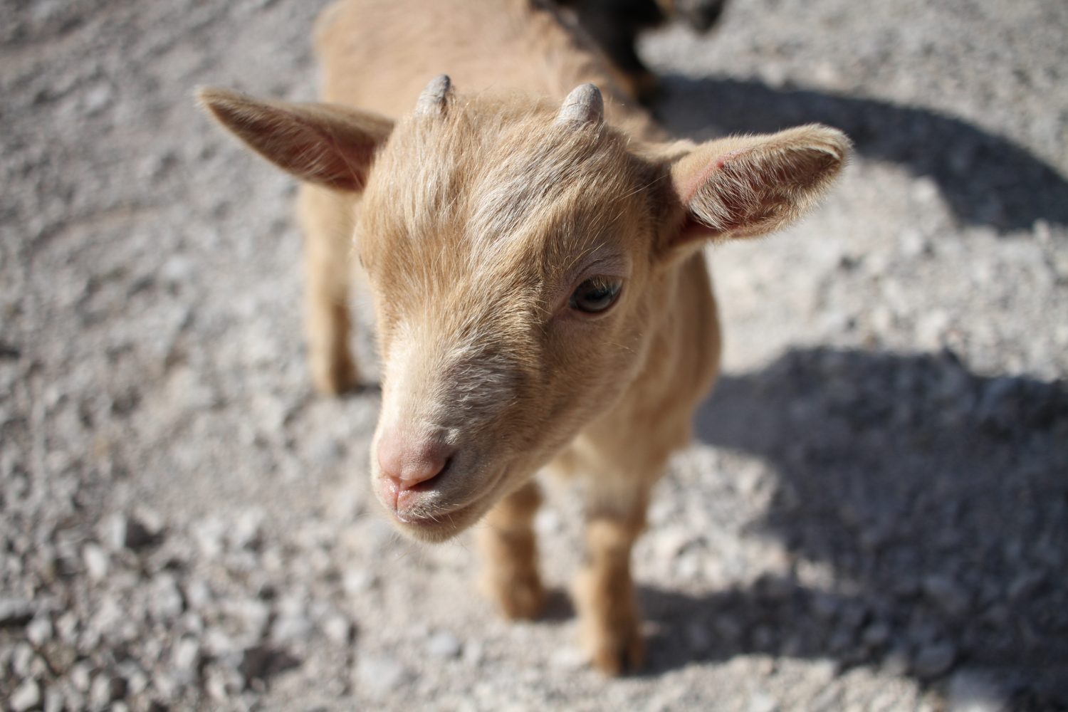 bébé chèvre asinerie du marquenterre