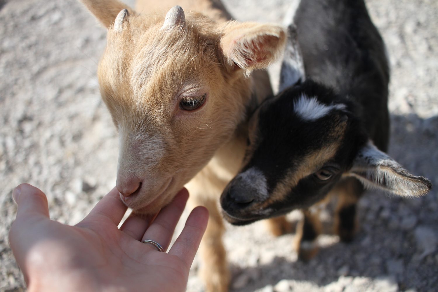 bébés chèvres