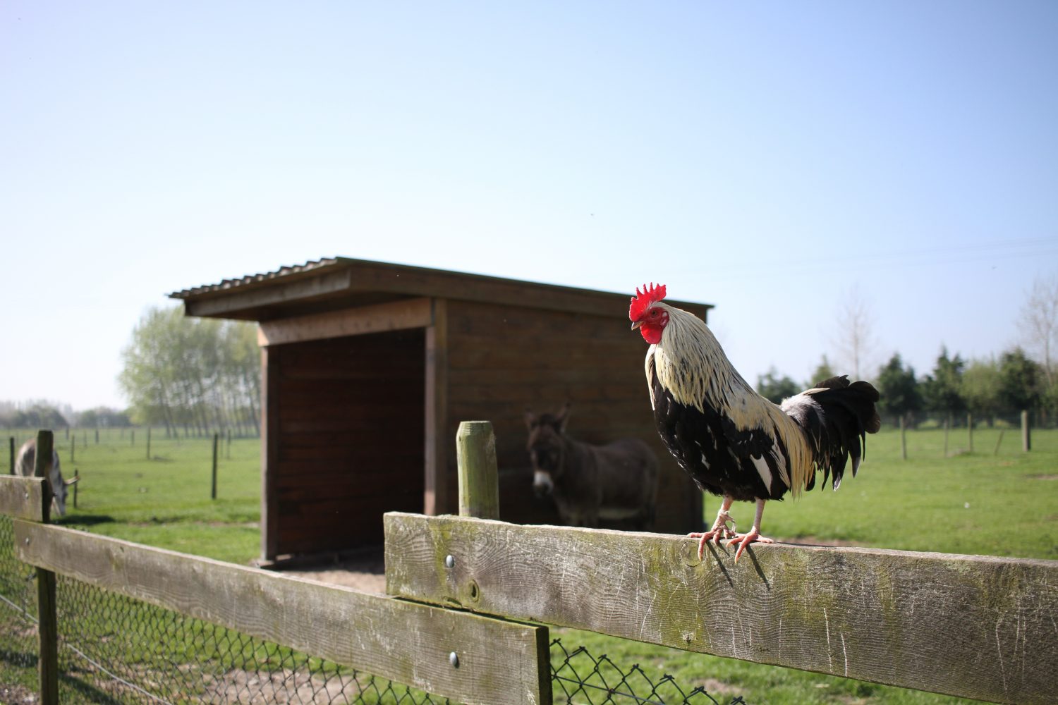 coq asinerie du marquenterre