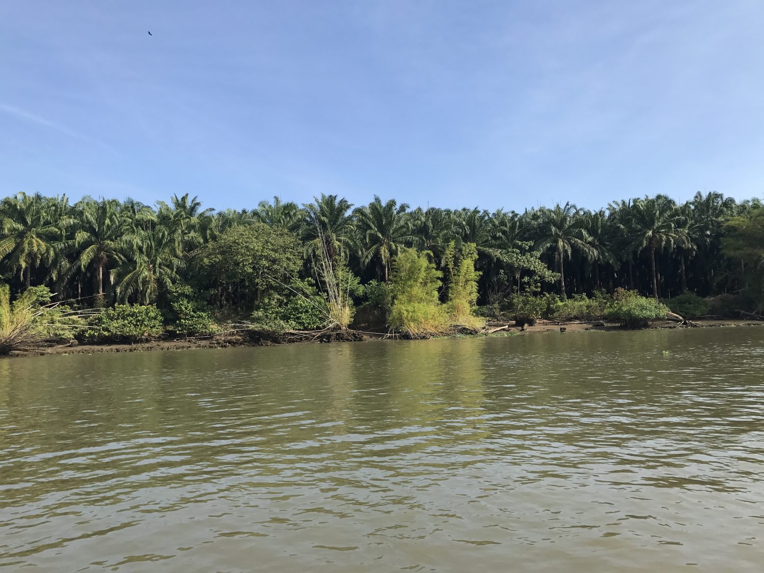 mangrove sierpe costa rica