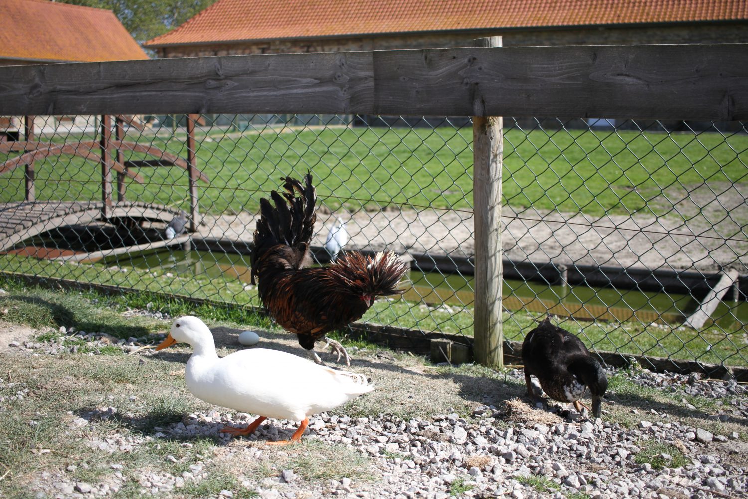 poule coq asinerie du marquenterre