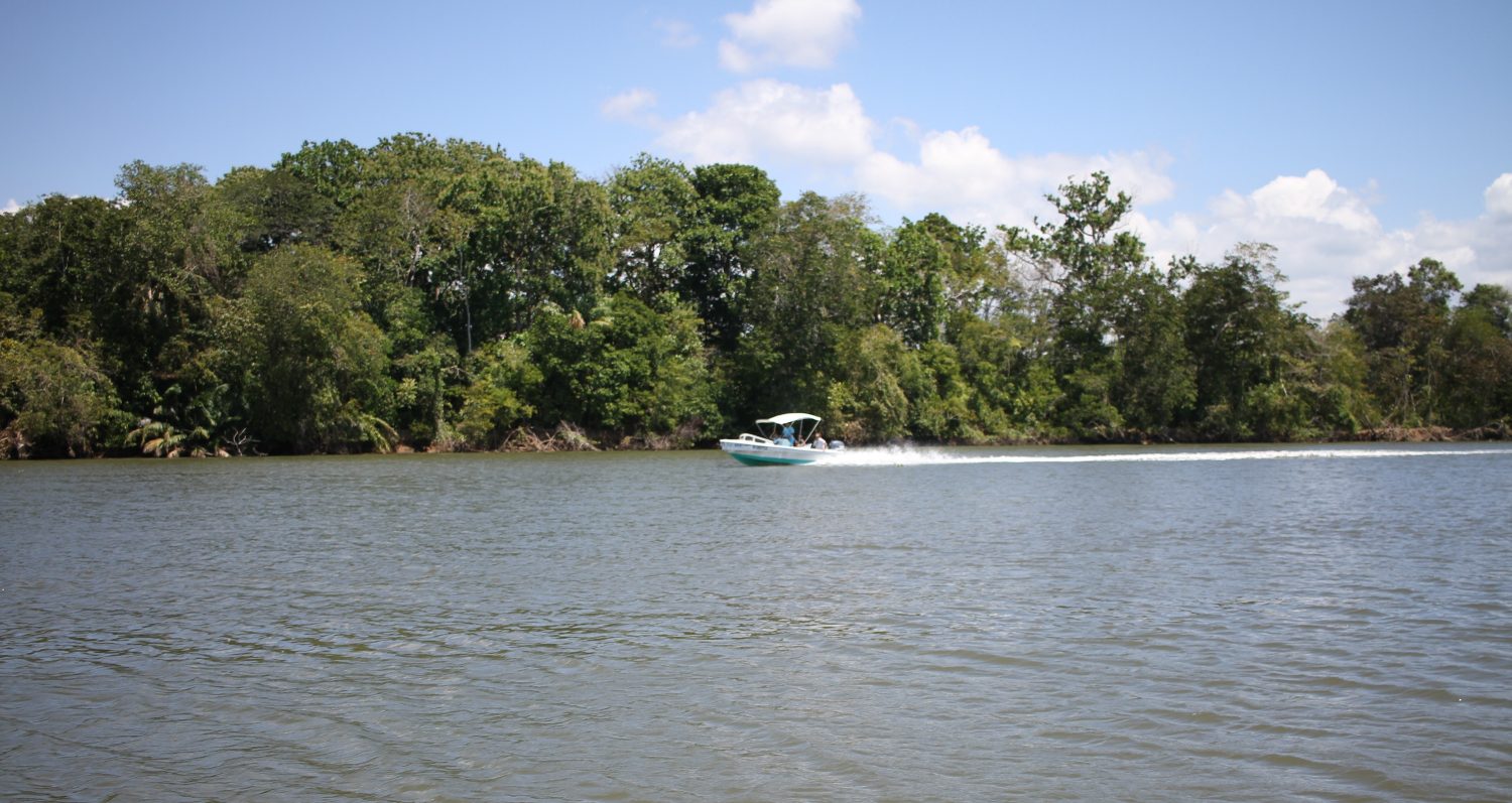 mangrove costa rica