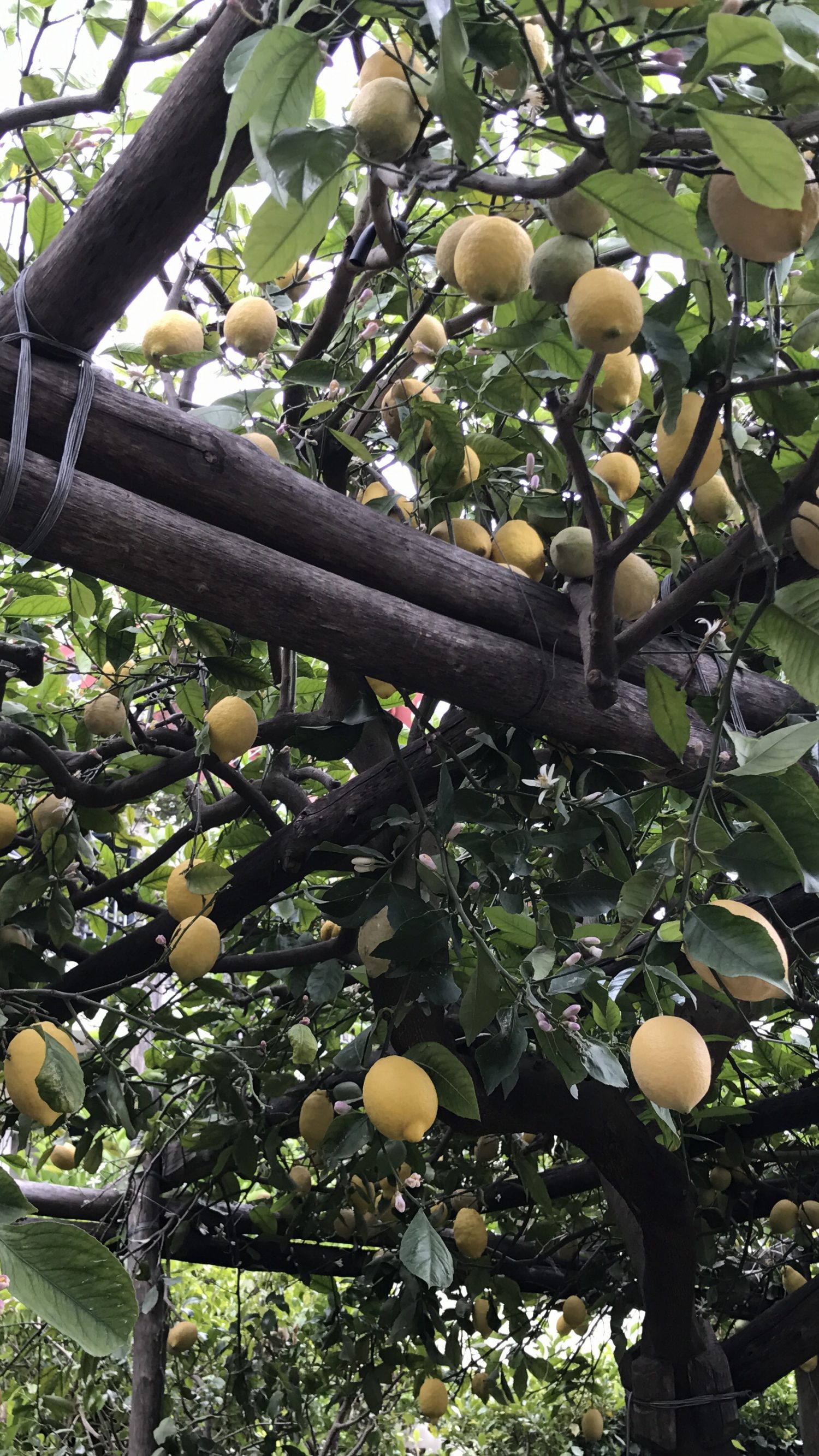 citronnier positano