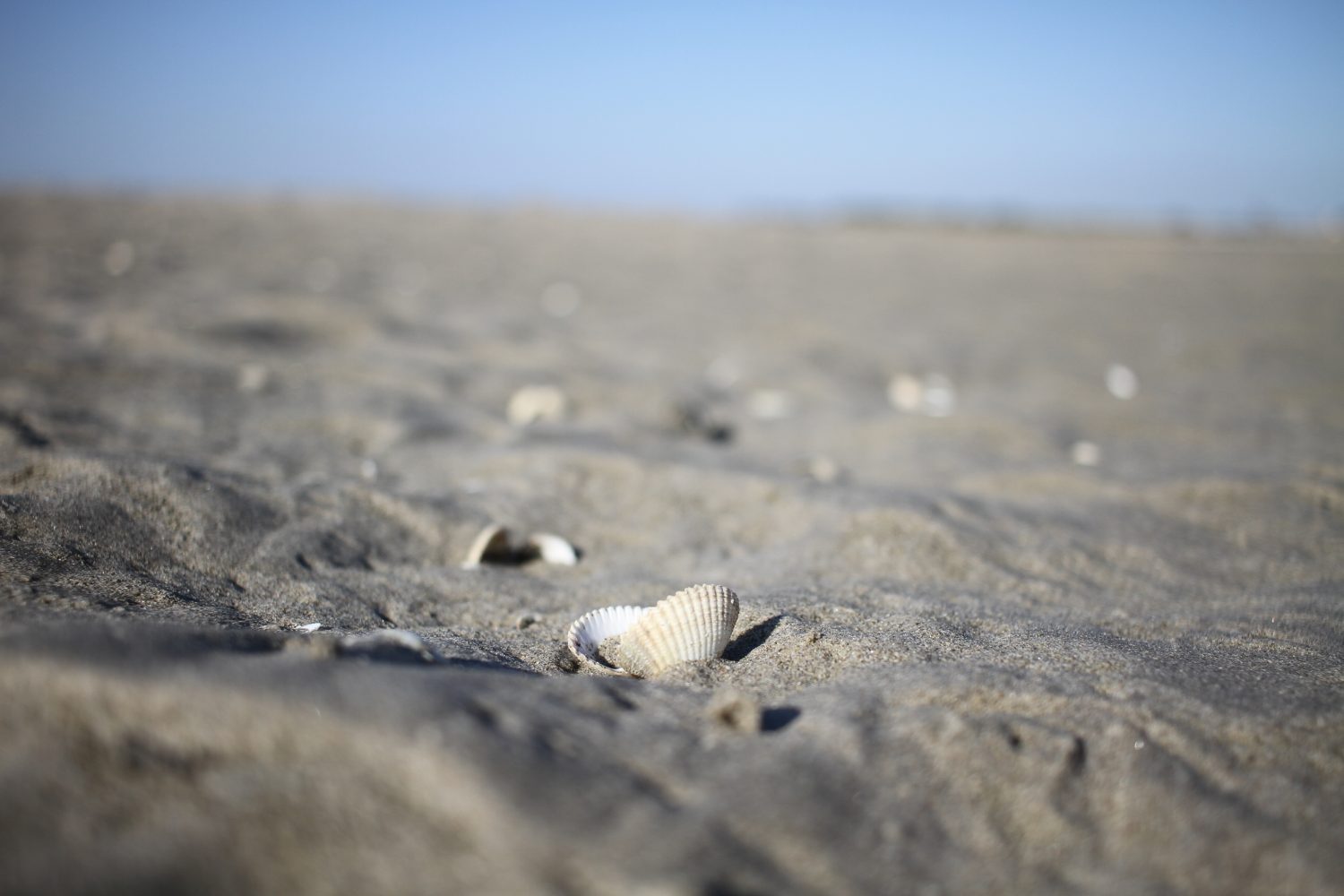 coquillages baie de somme