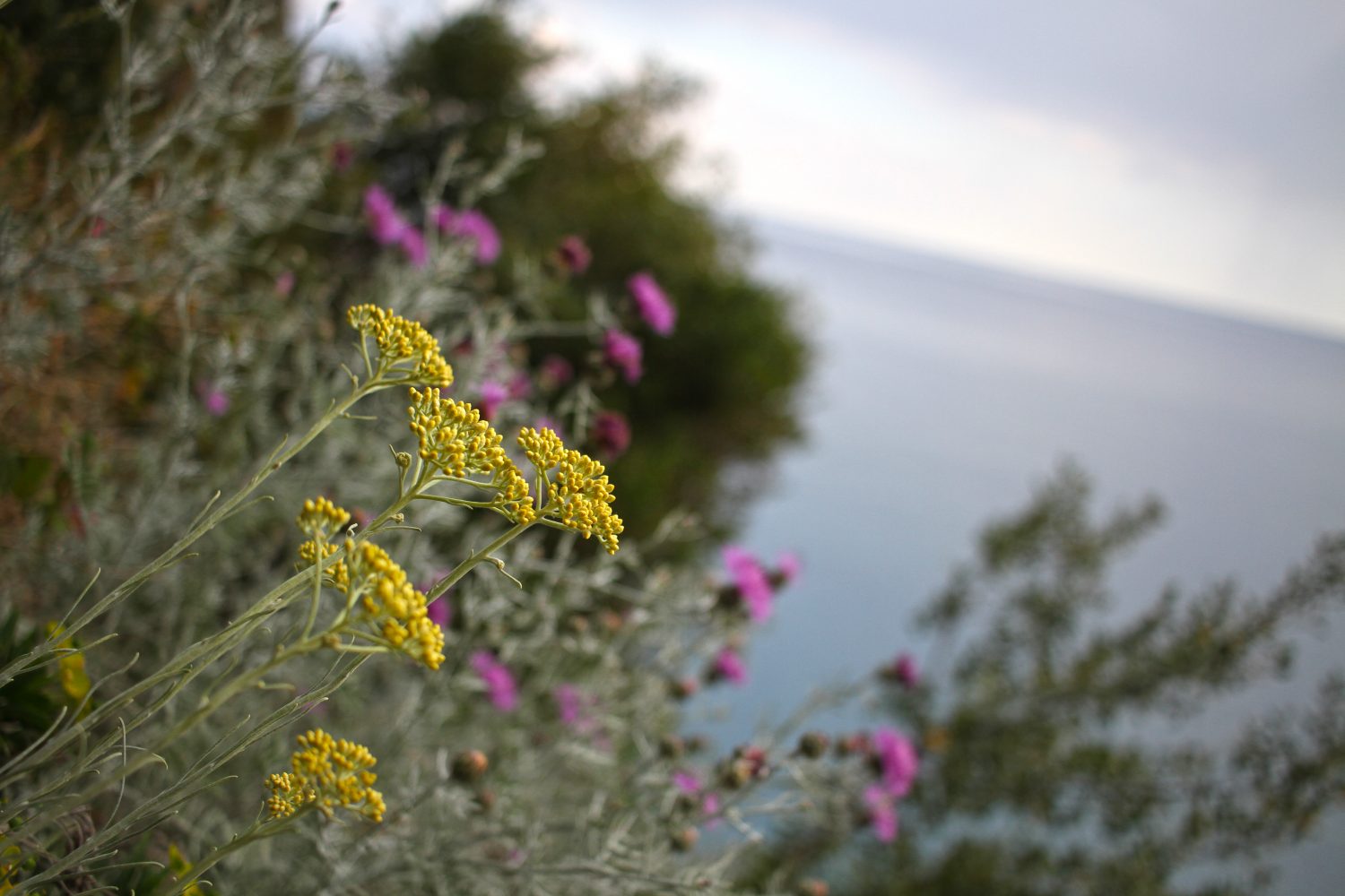 positano fleurs