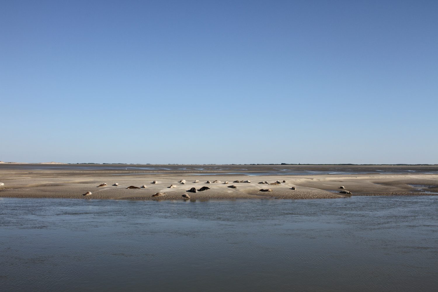 phoque berck