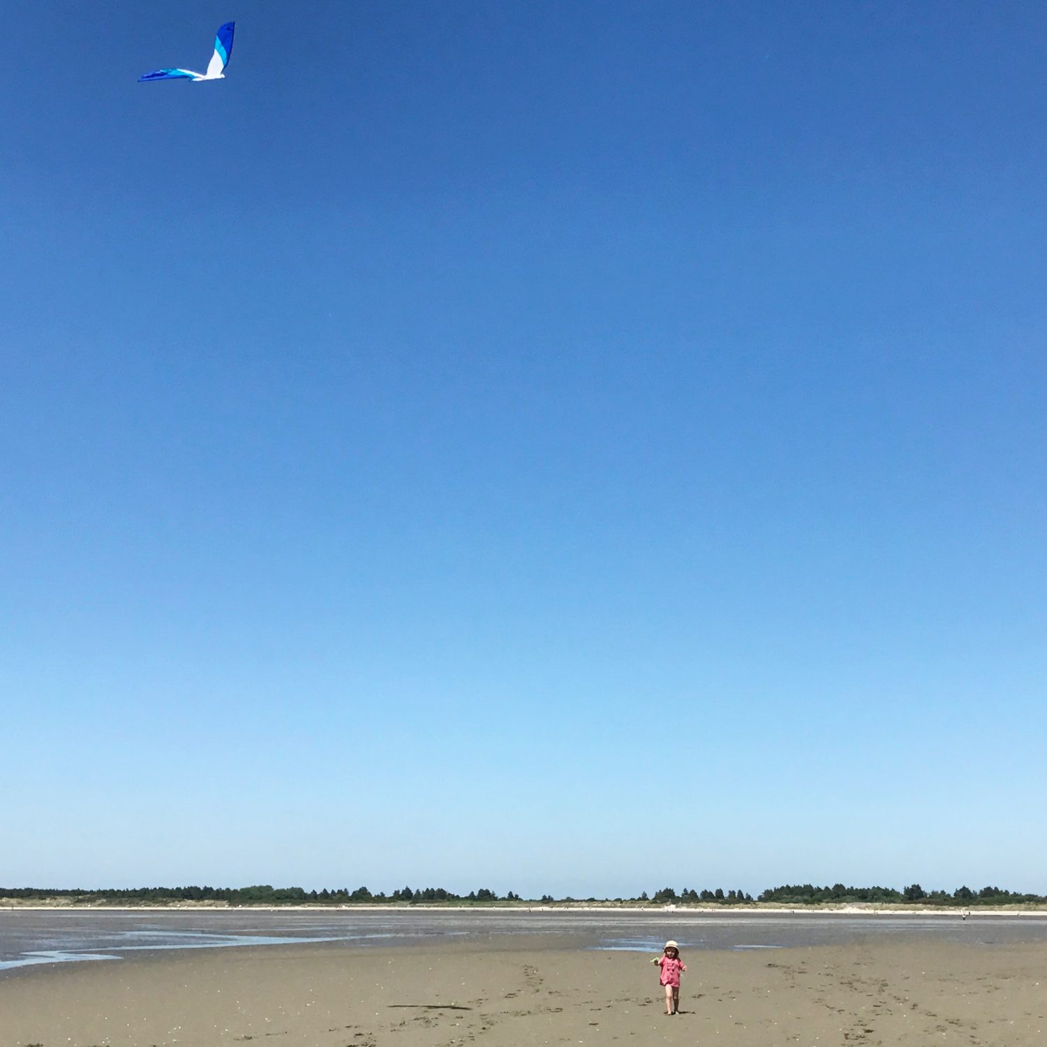 cer-volant baie de somme