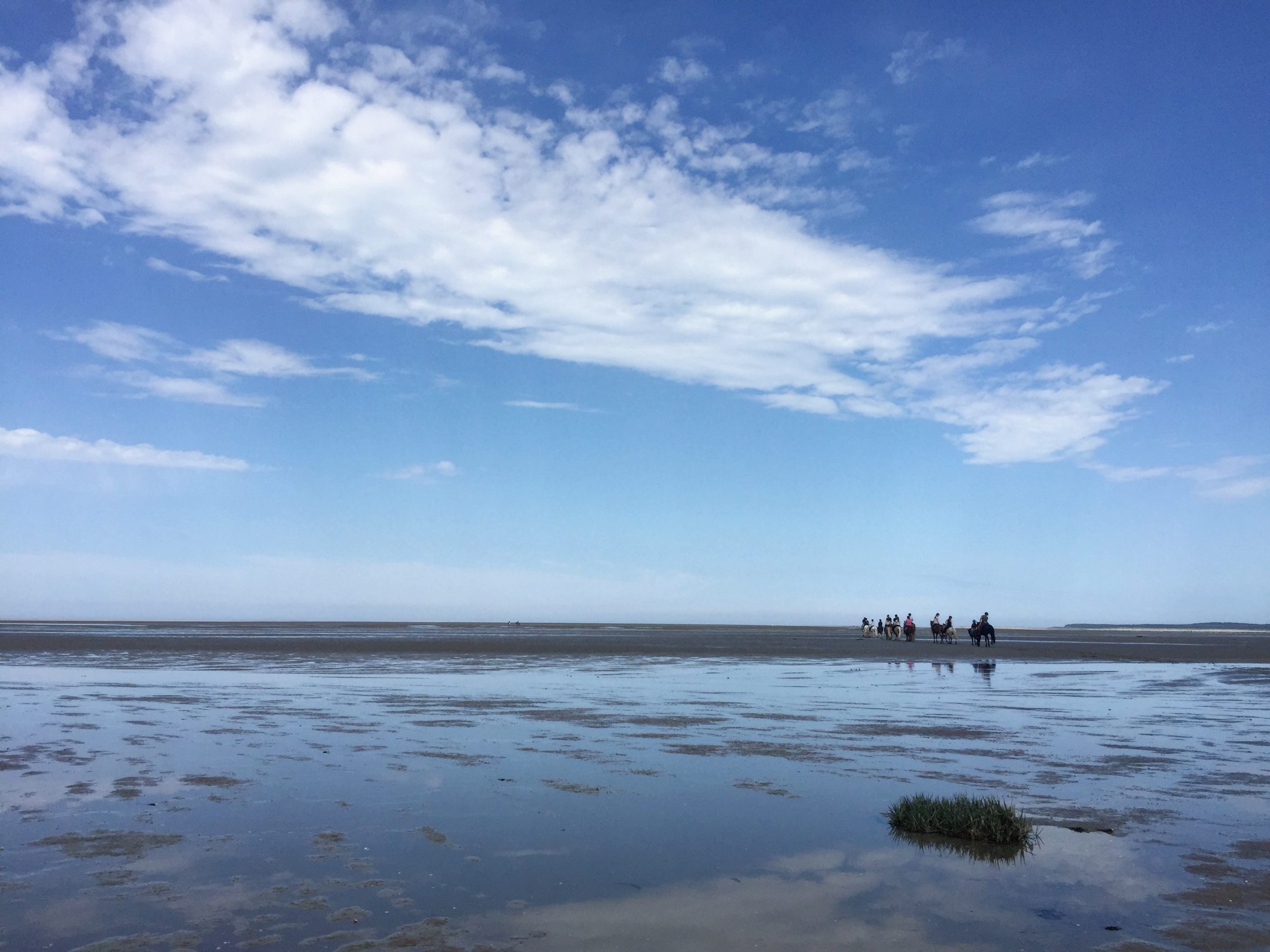 cheval en baie de somme