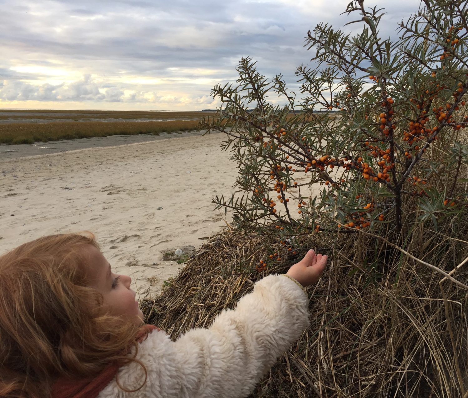 baie d'argousier en baie de somme