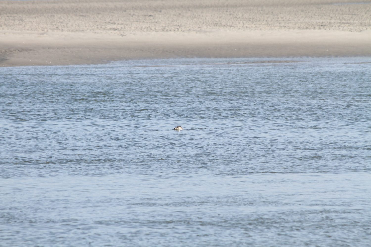 phoque baie de somme