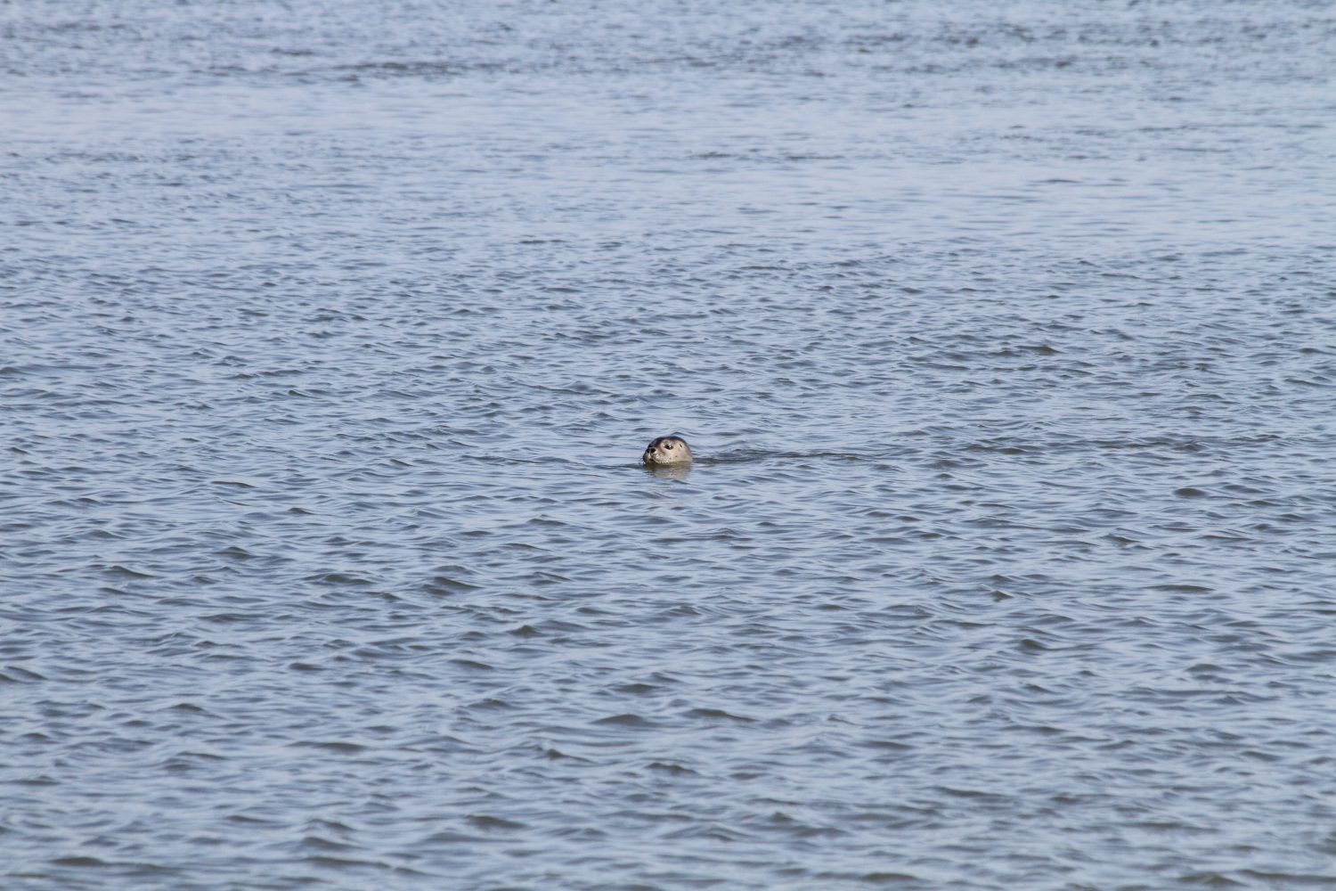 phoque en baie de somme