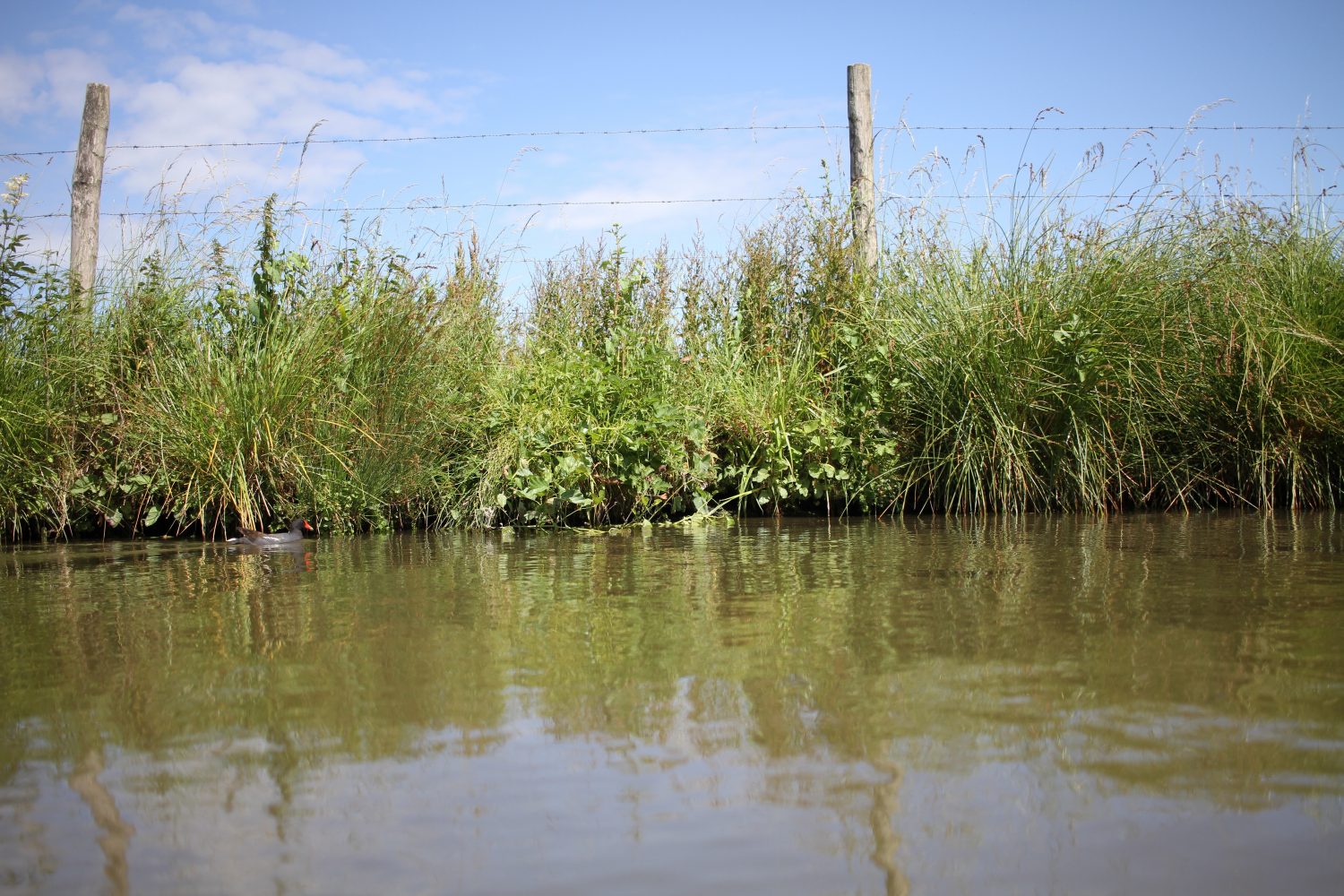 marais audomarois