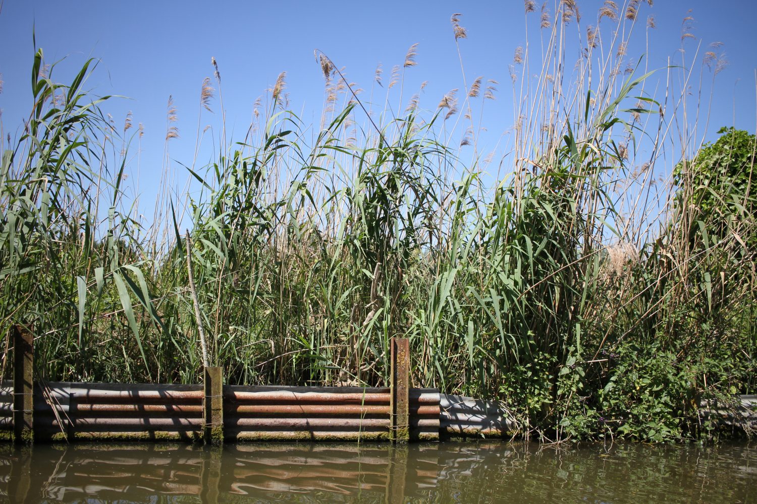 marais audomarois