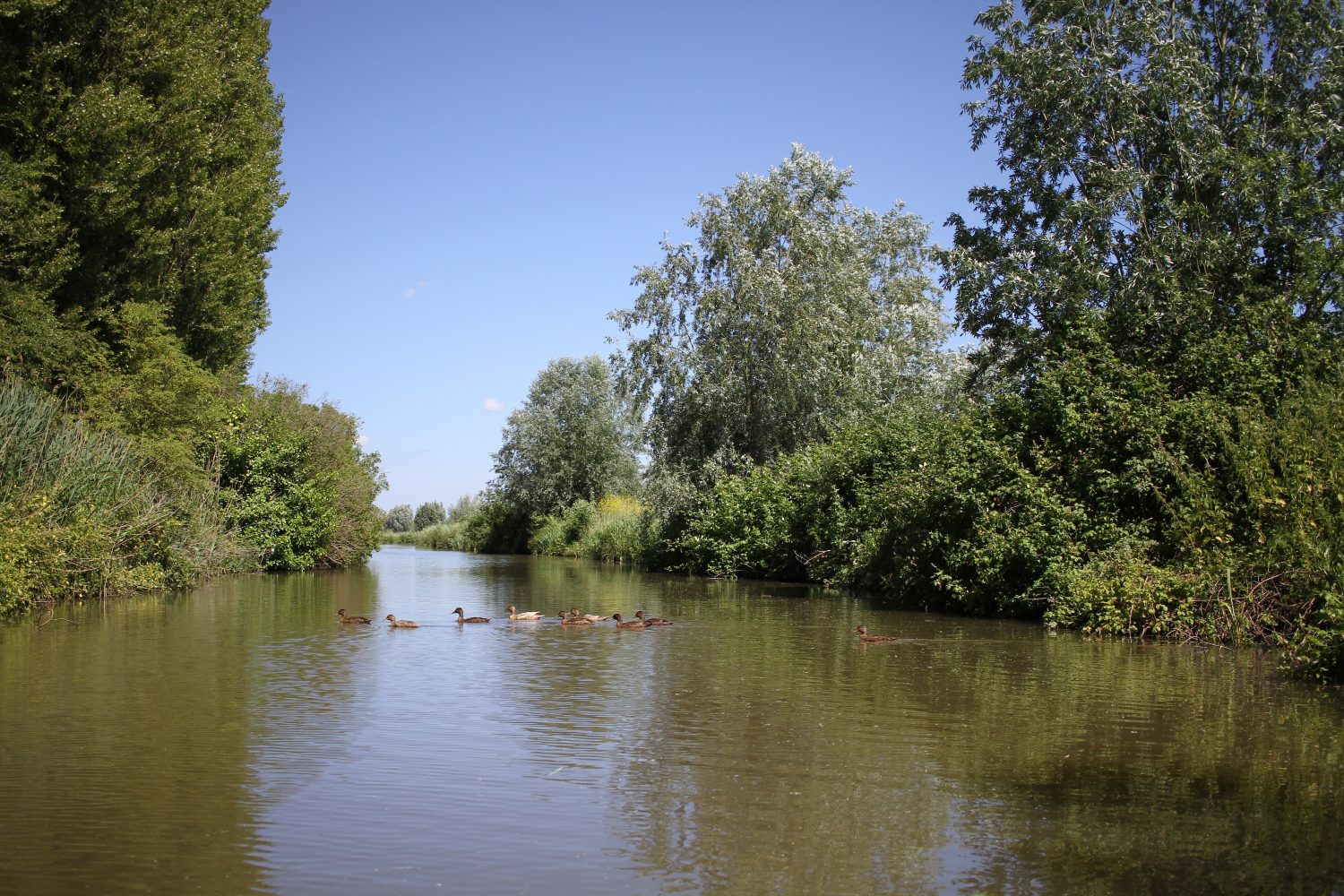 marais audomarois