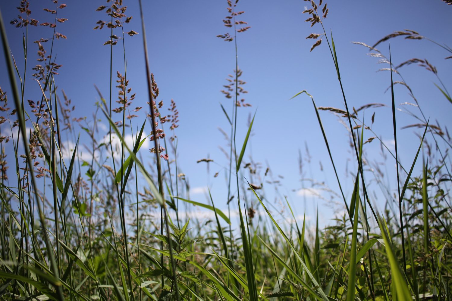 réserve naturelle du romelaere