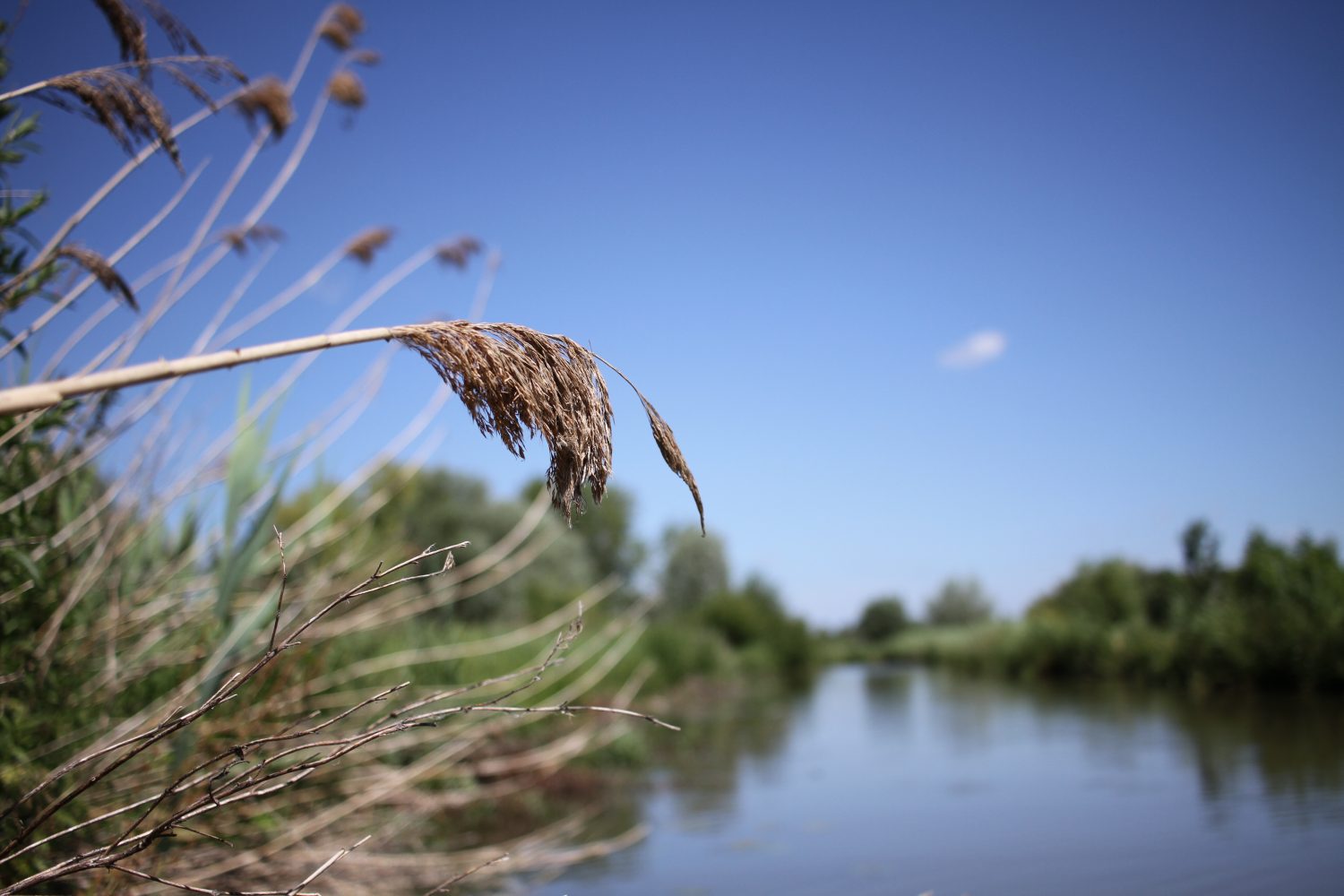 marais audomarois