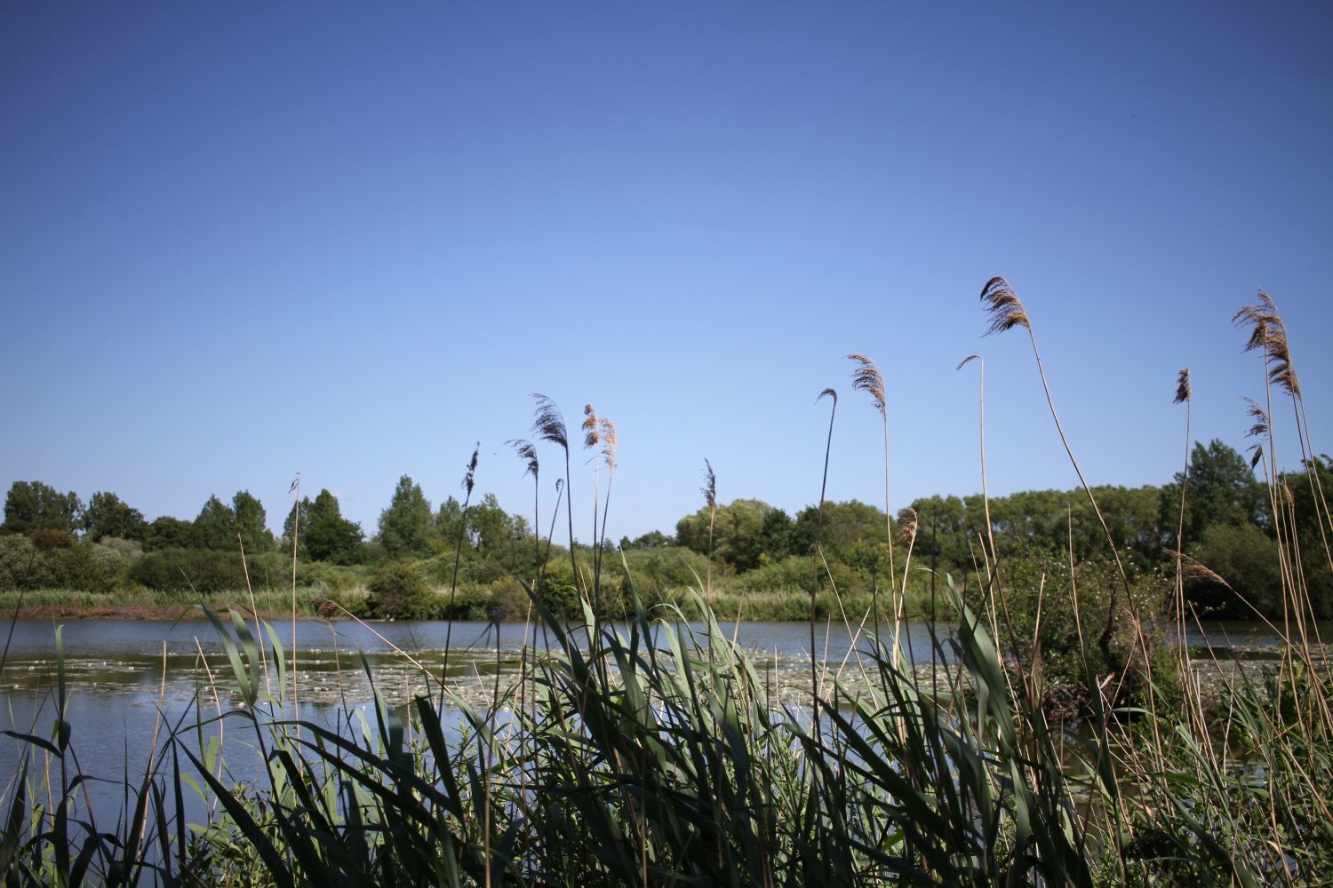 réserve naturelle du romelaere