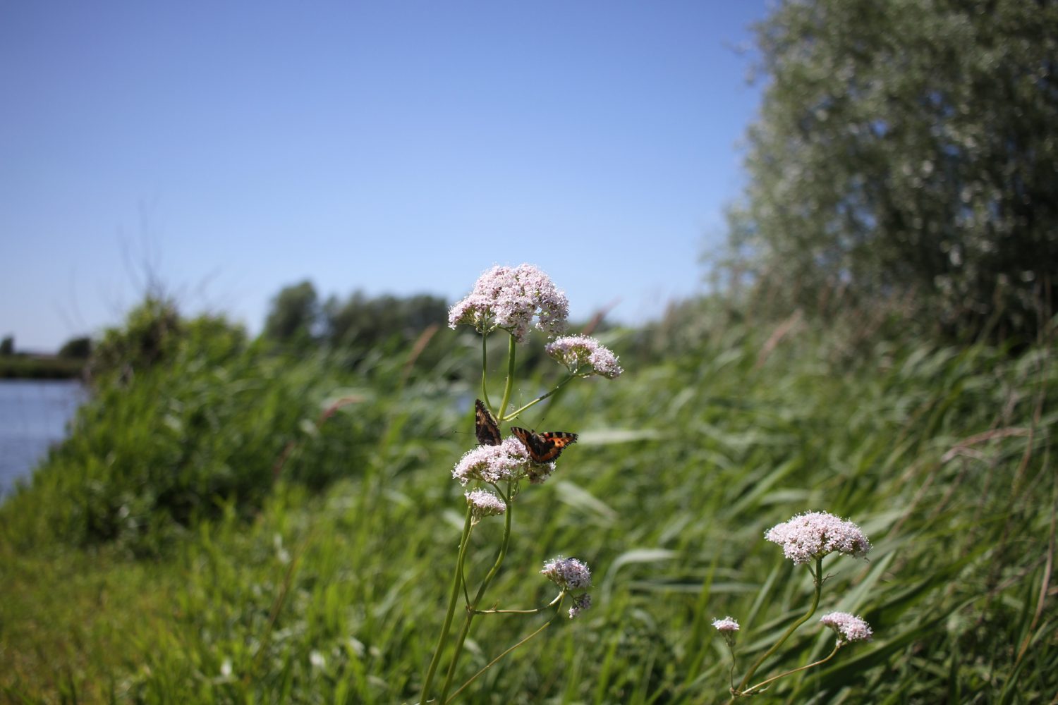 réserve naturelle du romelaere