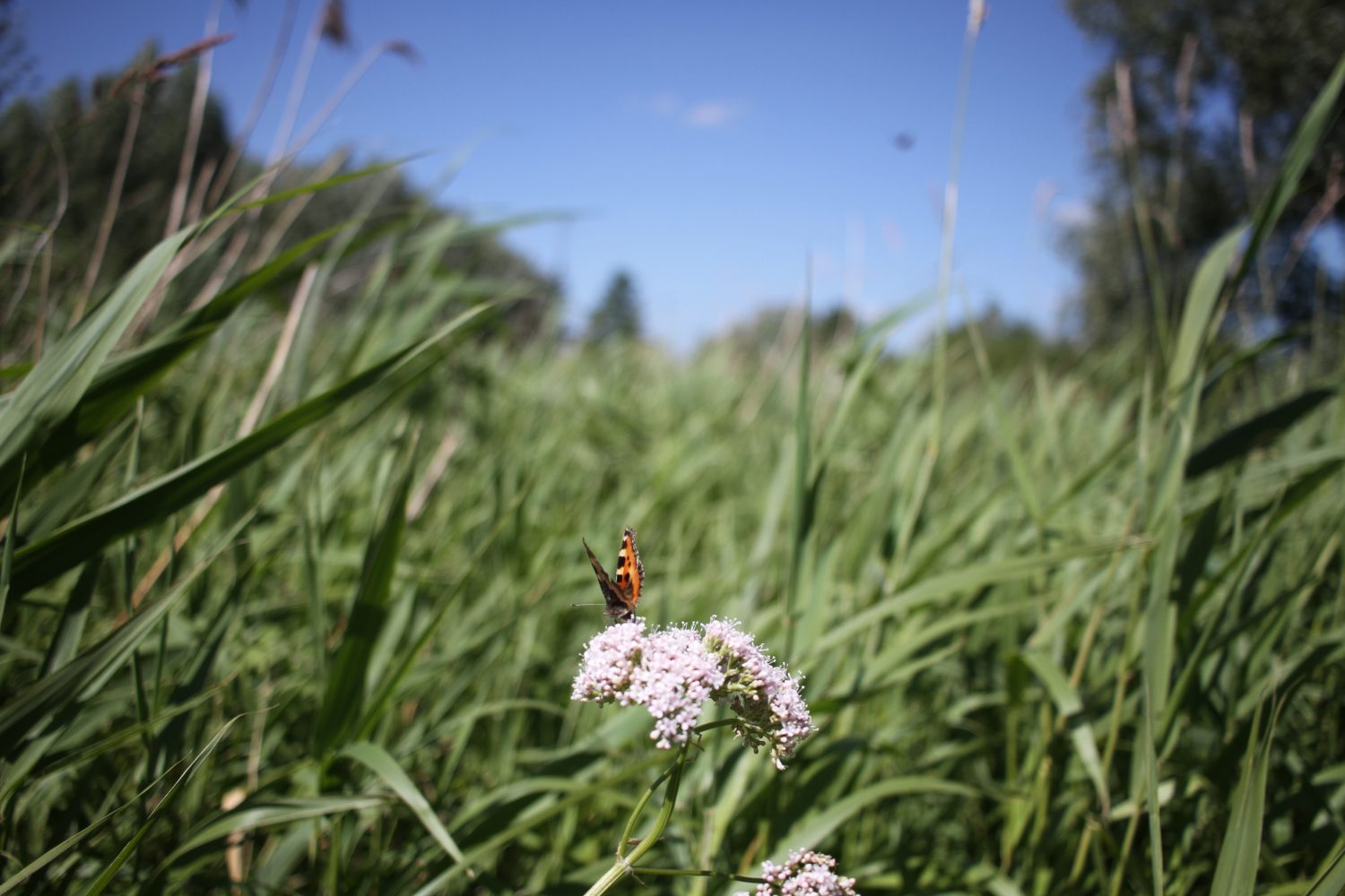 réserve naturelle du romelaere