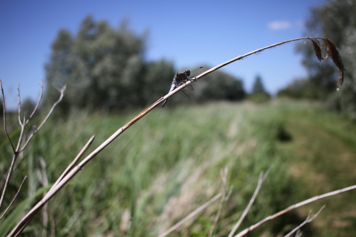 libellule marais audomarois