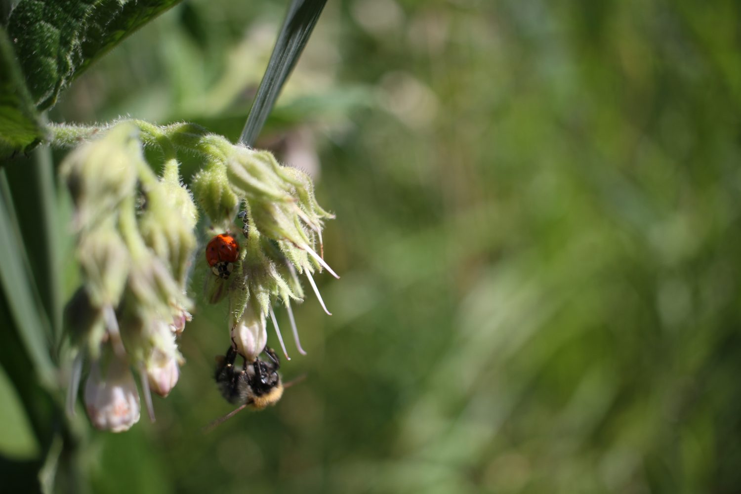 réserve naturelle du romelaere