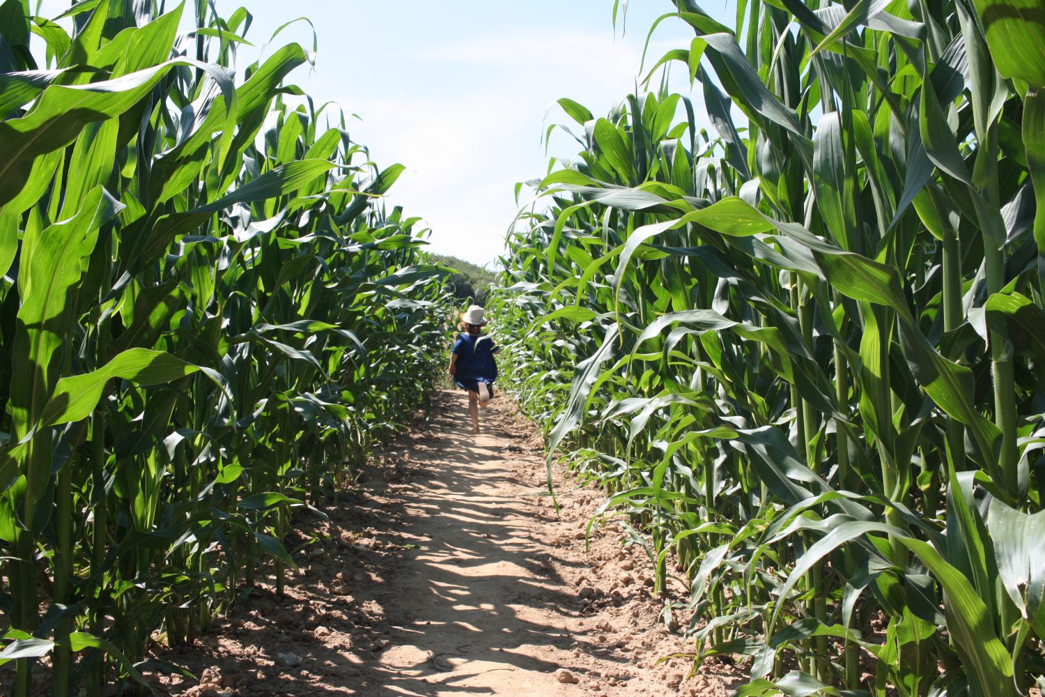 dédales d'opale labyrinthe