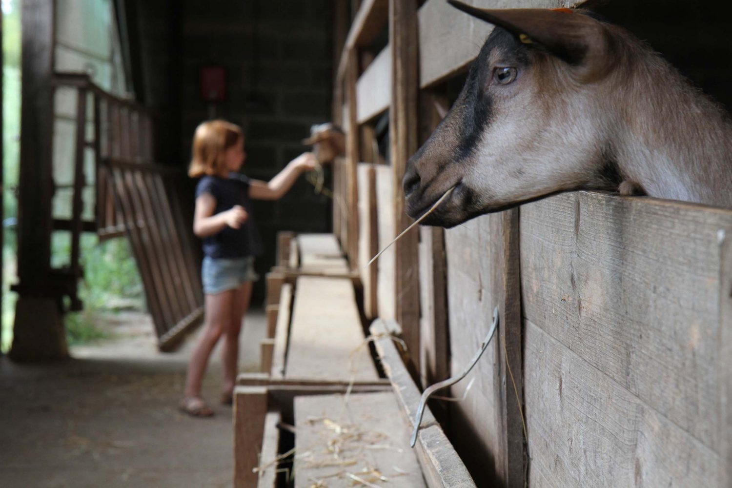 ferme de la Hutte chèvrerie