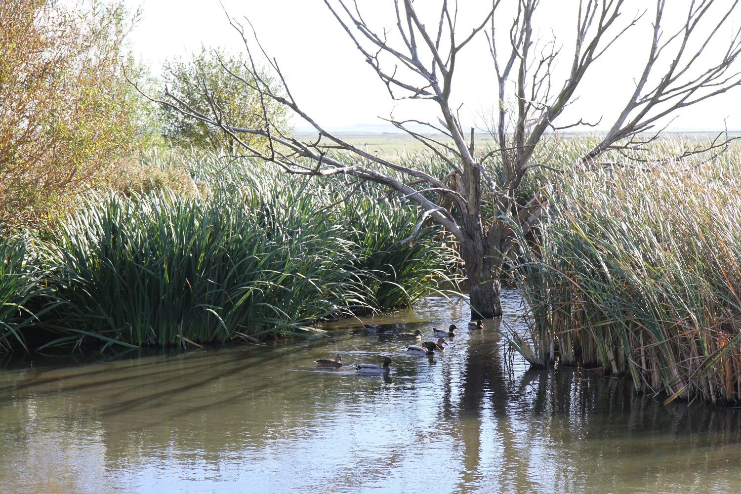 reserve naturelle de elmley kent 